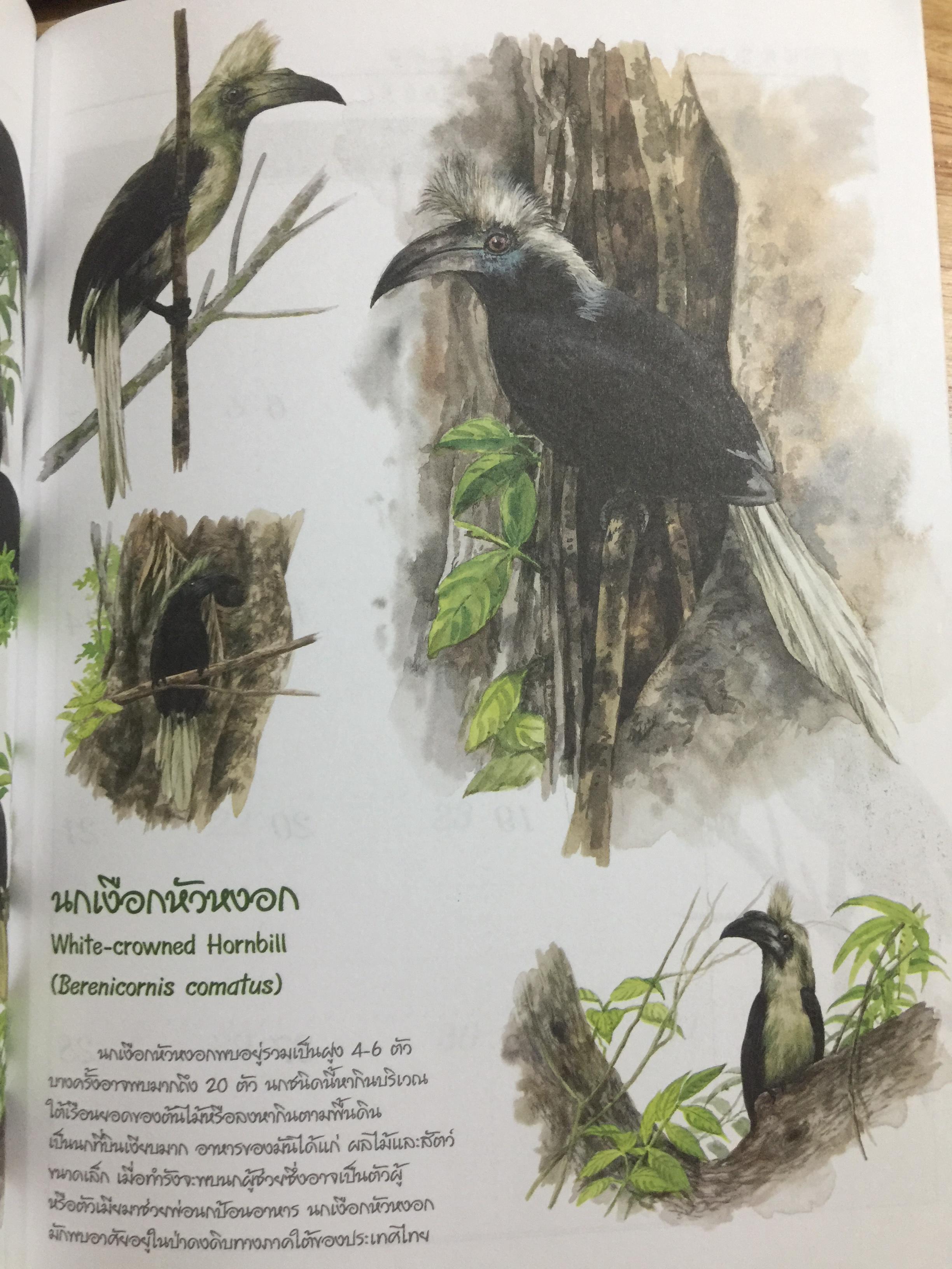 นกเงือกไทย. จากบันทึก 2546 ขององค์การค้าของคุรุสภา 1 กก.