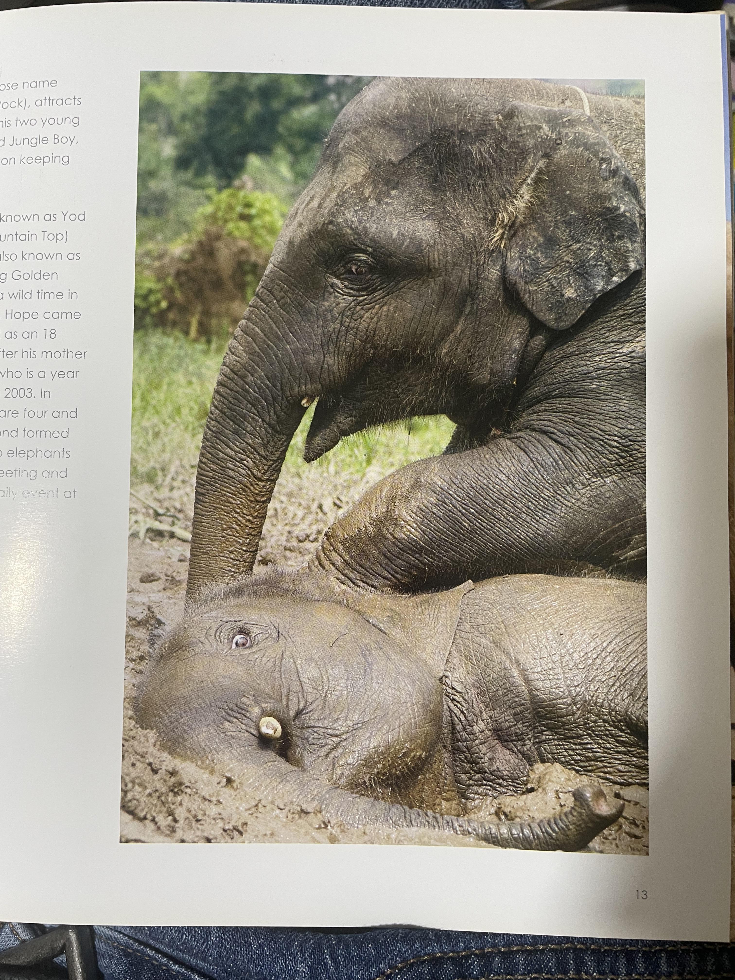 Elephants Living in Sanctuary 3 กก.