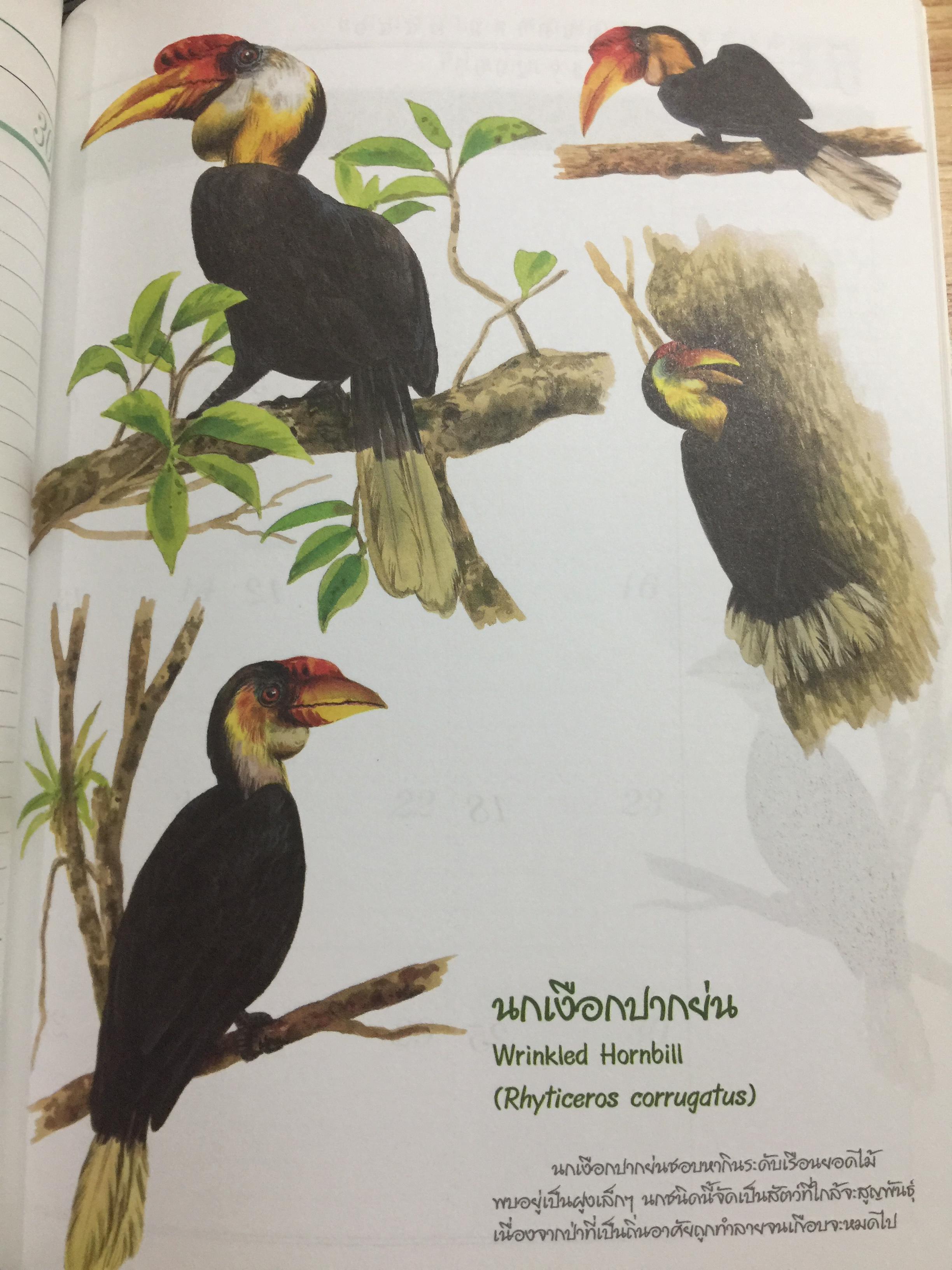 นกเงือกไทย. จากบันทึก 2546 ขององค์การค้าของคุรุสภา 1 กก.