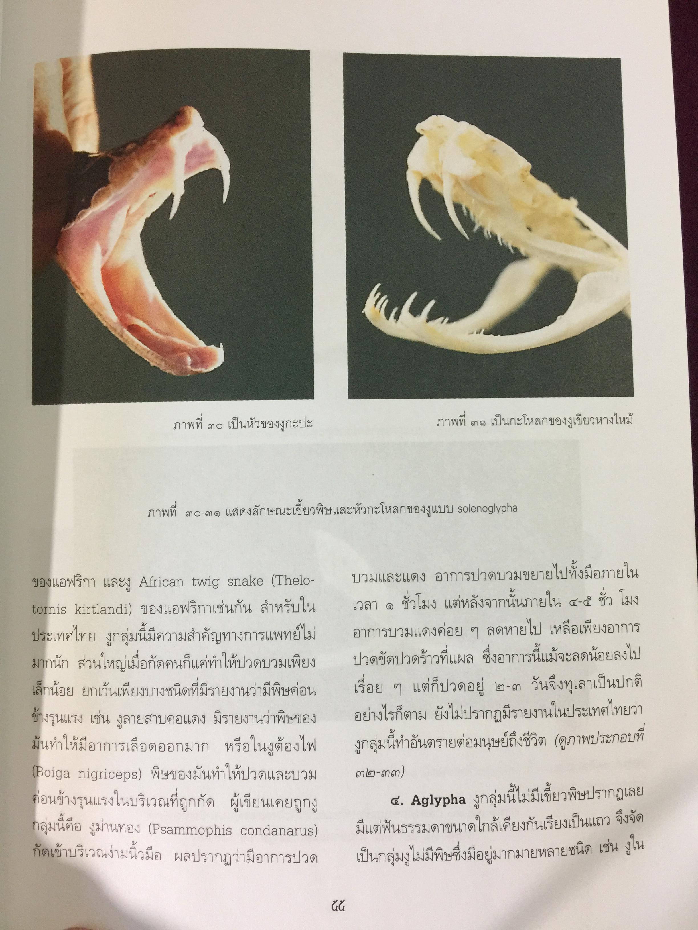 งูพิษ ในประเทศไทย ทุกแง่มุมชีวิตและลักษณะนิสัยของงูพิษ โดยผู้เชี่ยวชาญเรื่องงูมากที่สุดในประเทศไทยผู้เขียน ไพบูลย์ จินตกุล 0 กก.