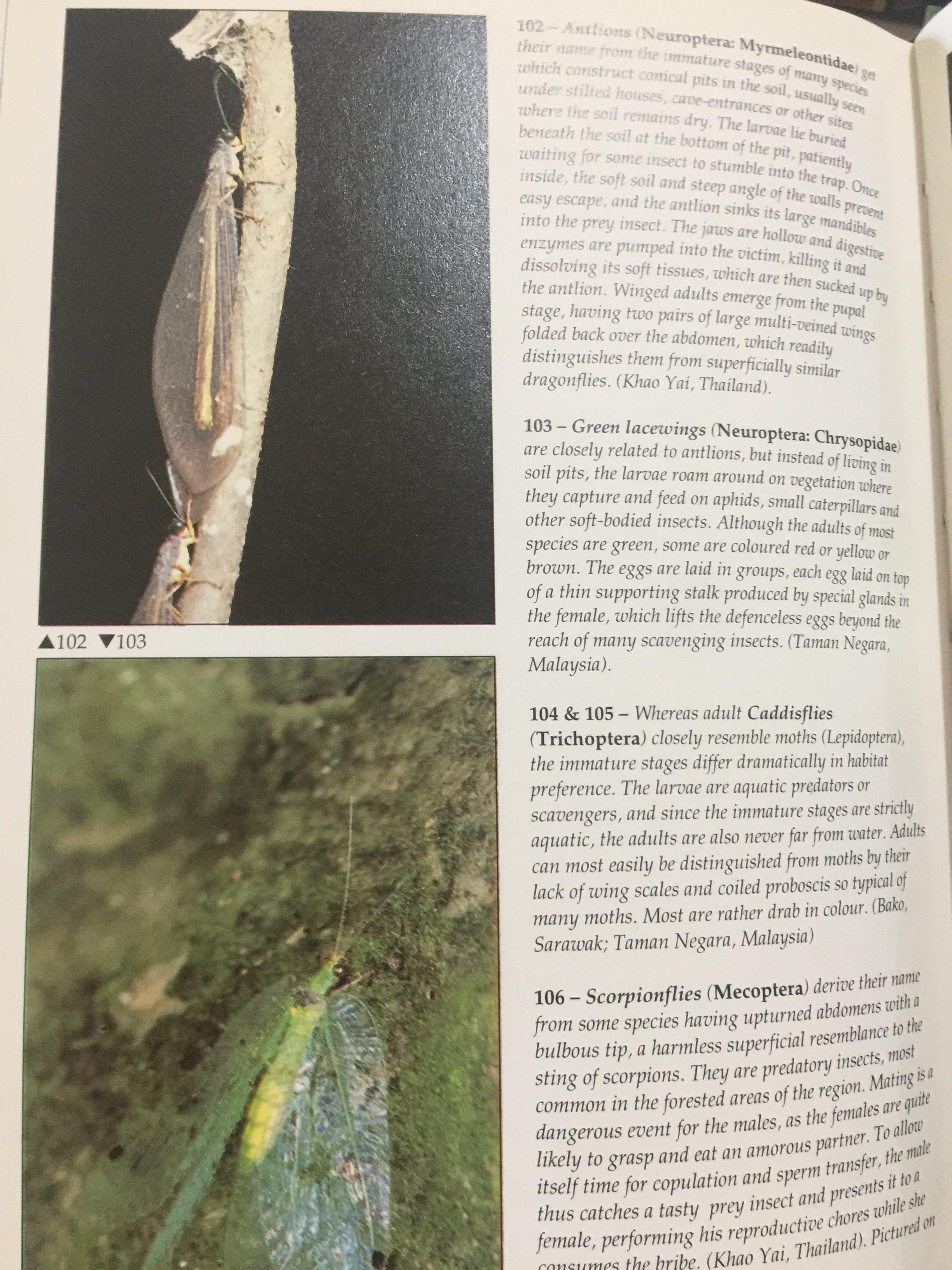FASCINATING INSECTS of SOUTHEAST ASIA. ผู้เขียน. L.E.O. BRAACK 0 กก.