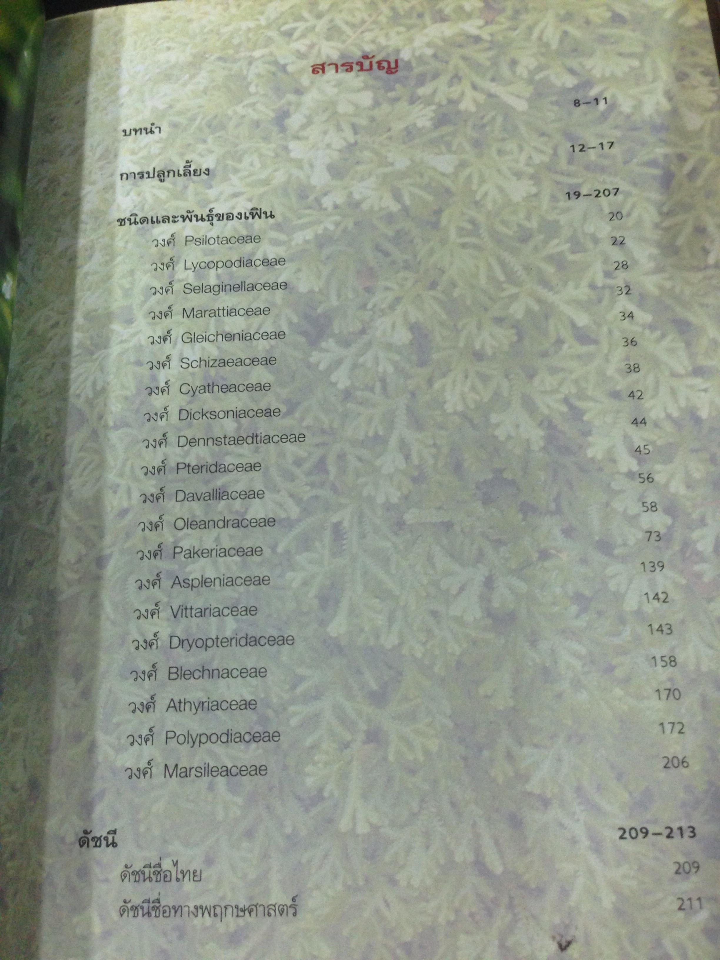 เฟิน ต้นตระกูลไม้ประดับ