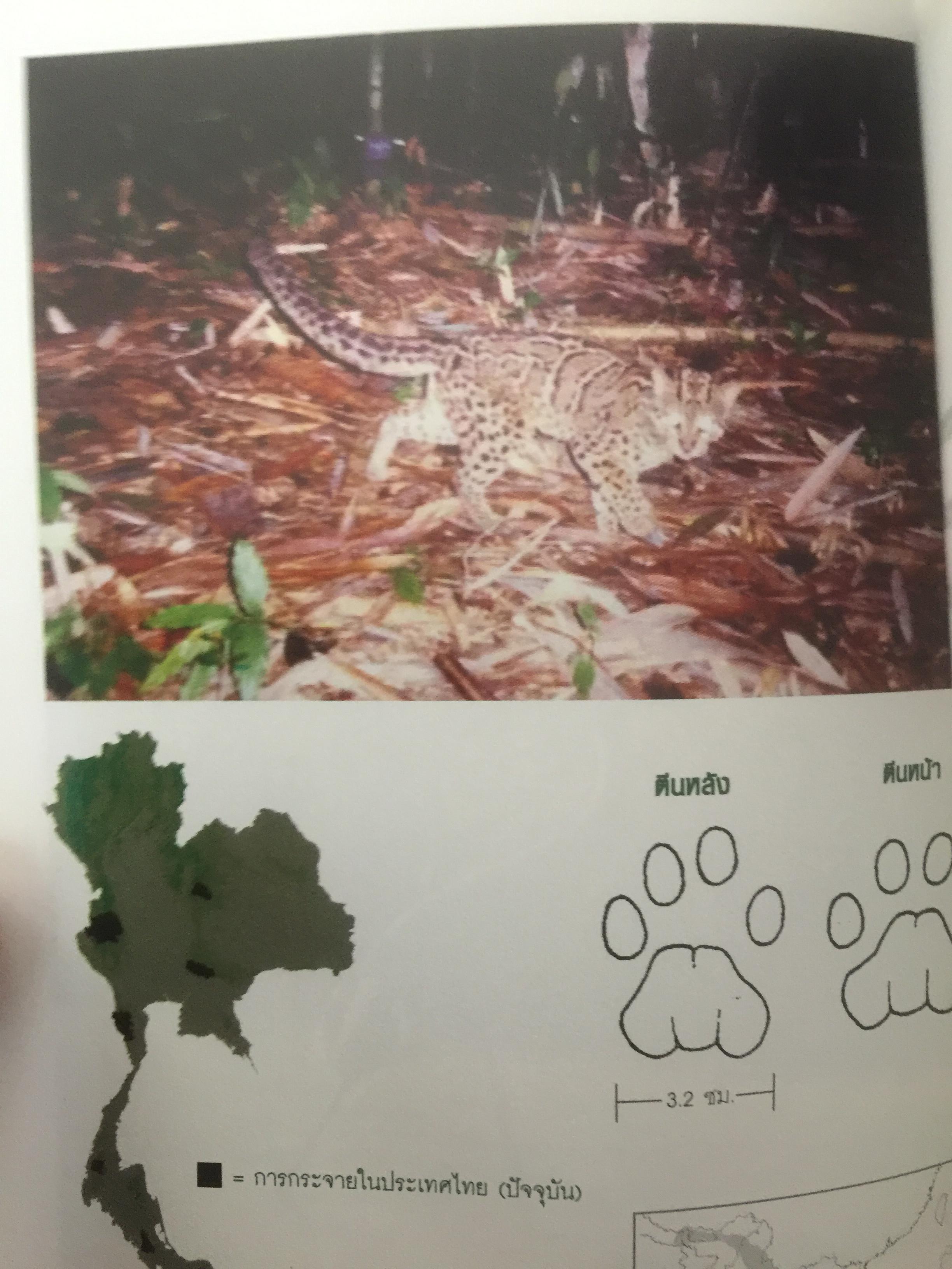 สัตว์ป่าสงวนในประเทศไทย Reserved Animals of Thailand 0 กก.