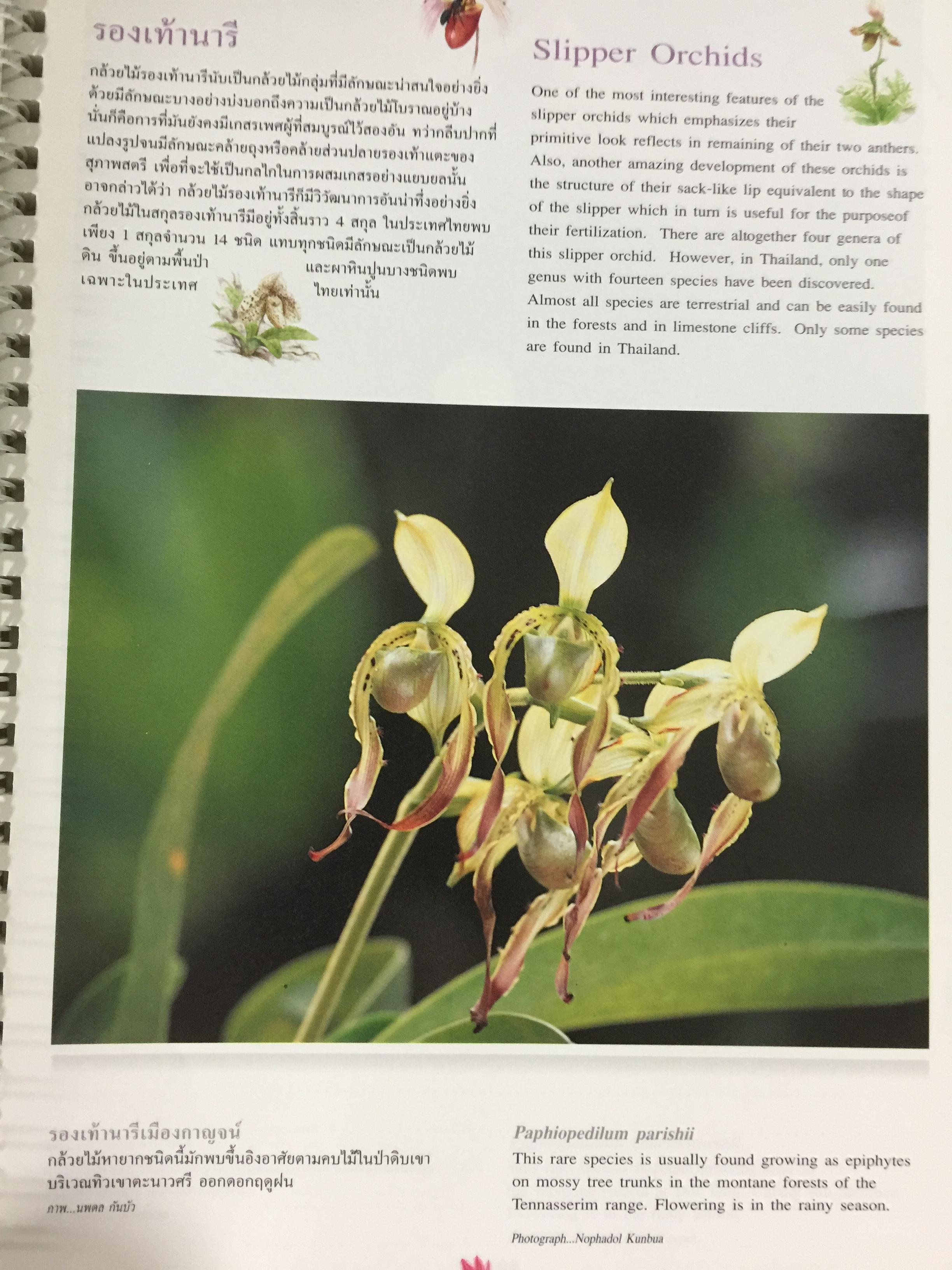 Wild Orchids of Thailand 0 กก.