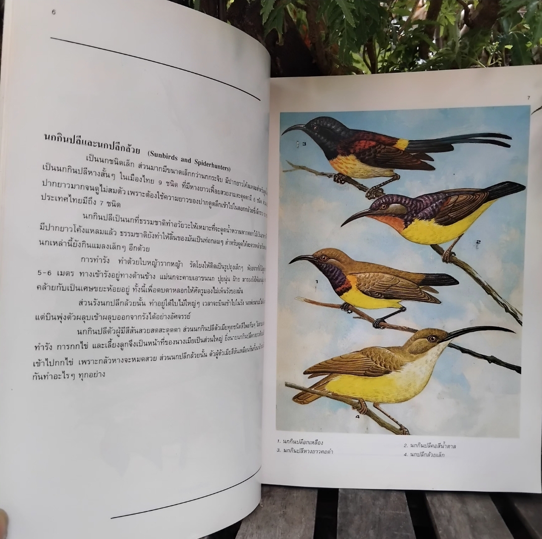 นกสามถิ่น ของ น.พ. บุญส่ง เลขะกุล สุดยอดหนังสือนกหายากอีกเล่ม มีตราปั๊มบางๆ 3 แผ่น สภาพแทบมือ1