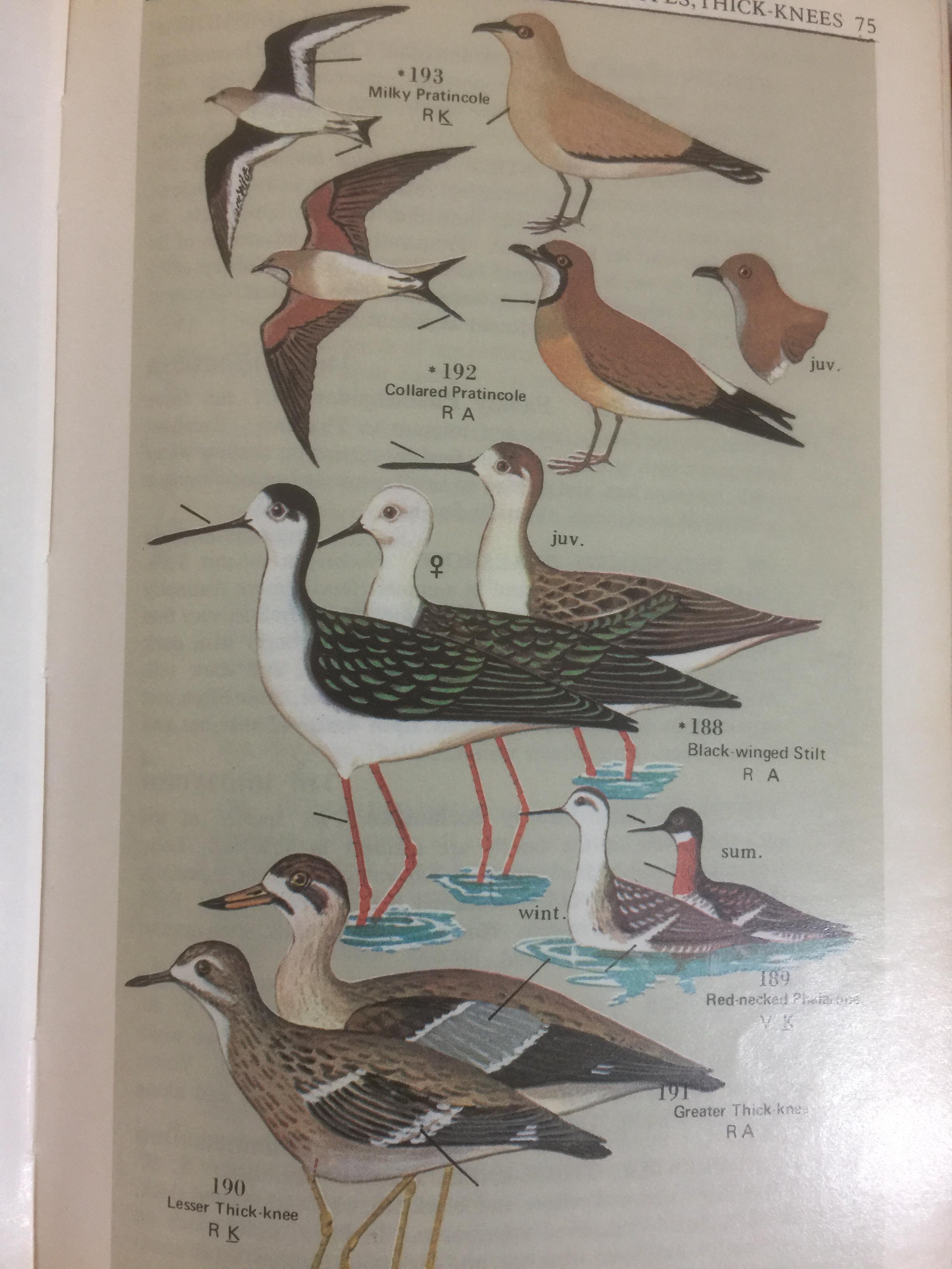 BIRDS GUIDE OF THAILAND ผู้เขียน บุญส่ง เลขกุล กับ🌶Edward W.Cronin Jr 0 กก.