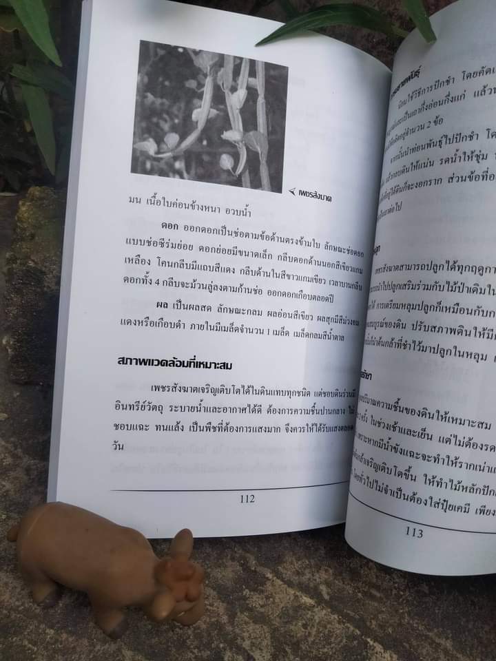 การปลูกสมุนไพร หนังสือสอนปลูกสมุนไพรแบบสมบูรณ์