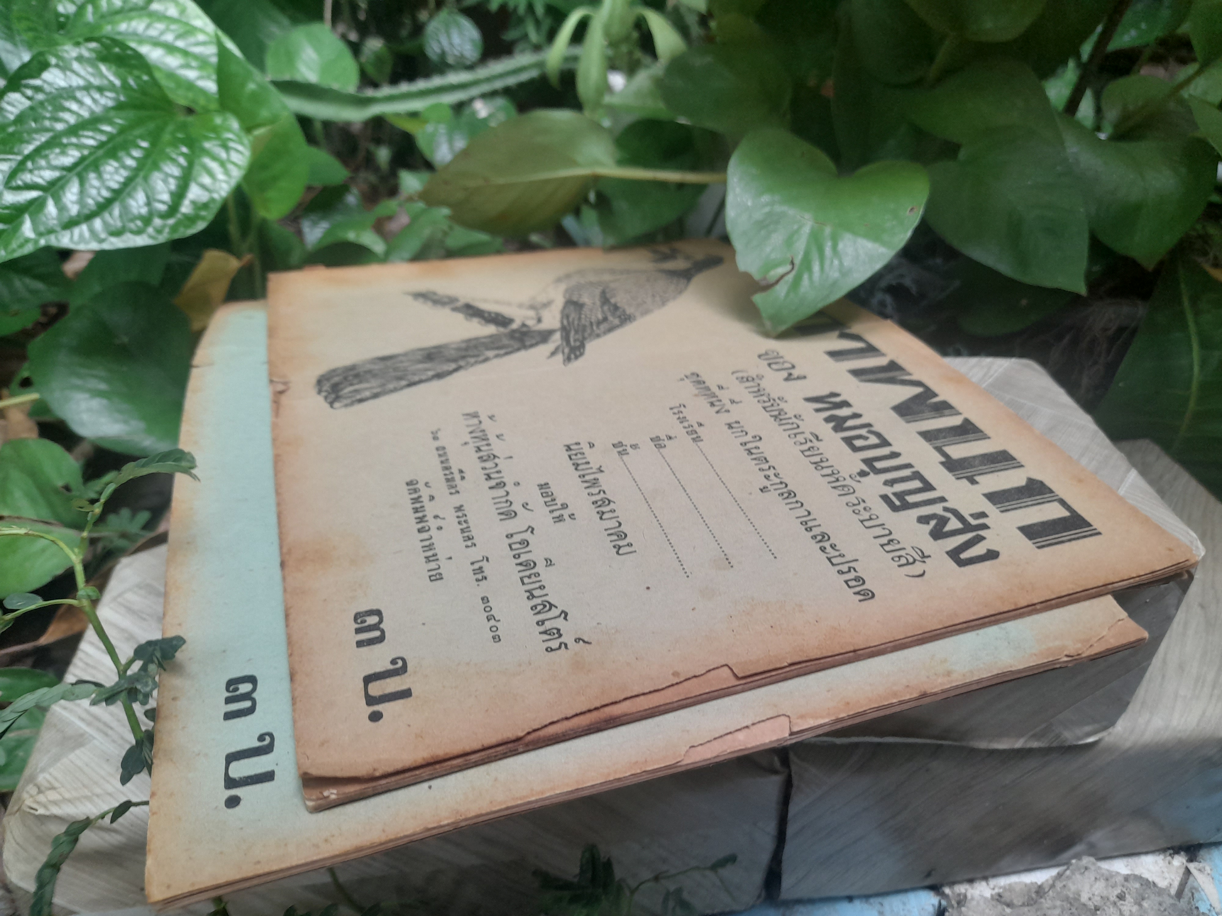 หนังสือภาพนก ของหมอบุญส่ง นกในตระกูลกาและปรอด หนังสือหายาก มีค่าน่าสะสม