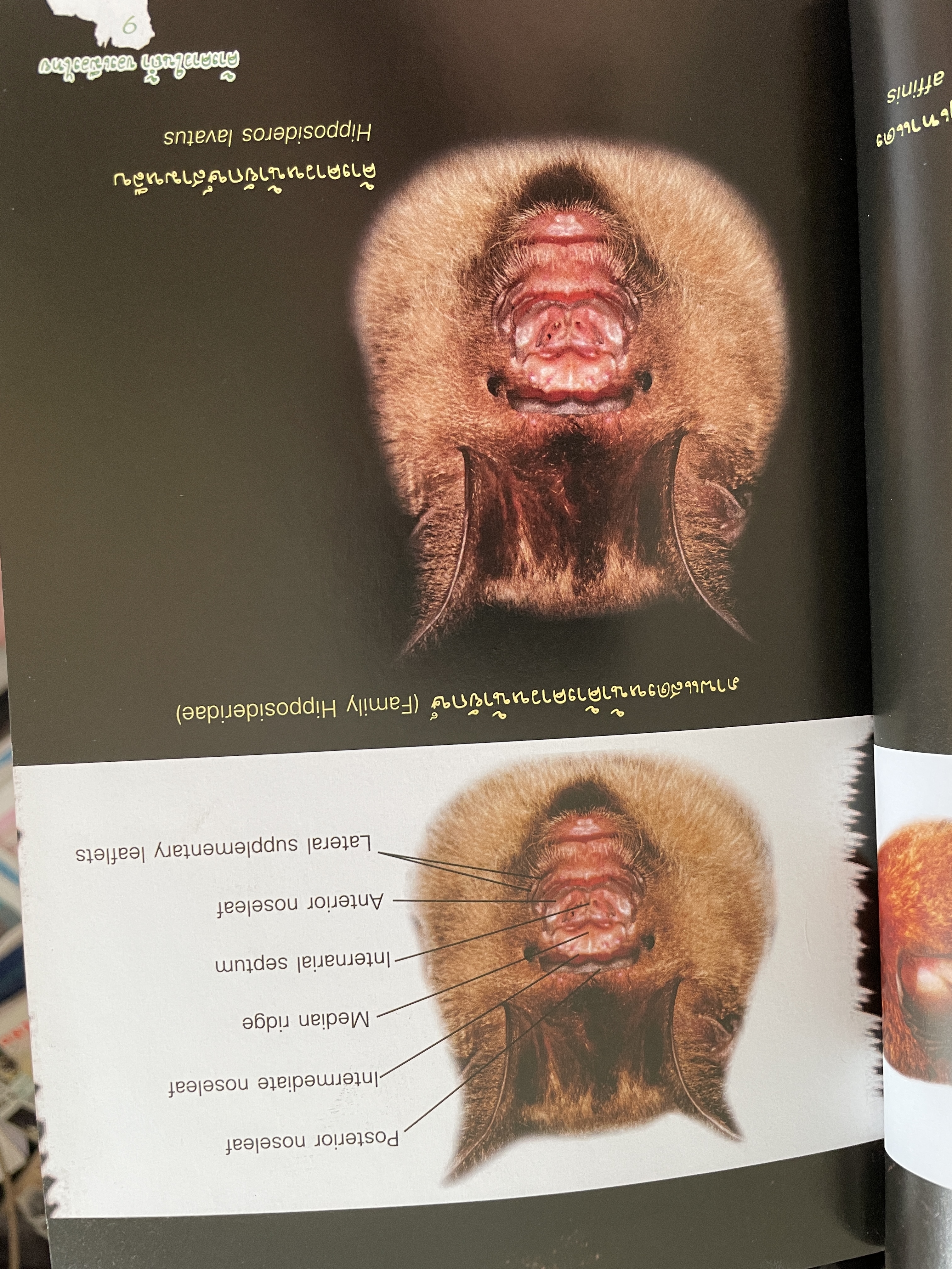 ค้างคาว ในถ้ำของเมืองไทย Cave-Dwelling Bats of. Thailand. จัดทำโดย กลุ่มงานวิจัยสัตว์ป่า สำนักอนุรักษ์สัตว์ป่า กรมอุทยานแห่งชาติ สัตว์ป่า และพันธุ์พืช 1,500 กรัม