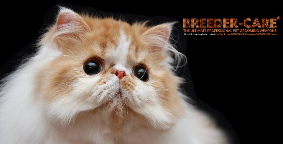 SHOW & TRAVEL KIT (SH+LH)