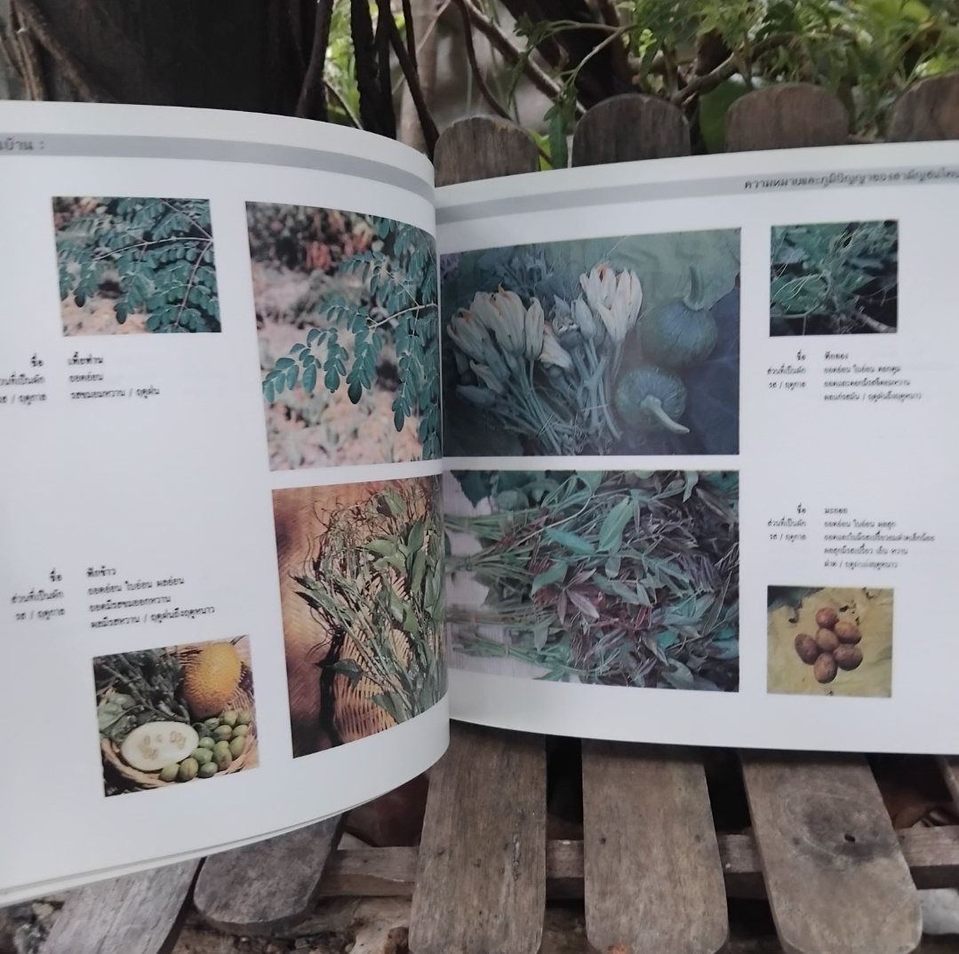 ผักพื้นบ้าน ความหมายและภูมิปัญญาของสามัญชนไทย กำเนิดผักพื้นบ้าน ชนิด-ประโยชน์ทางยา สูตรปรุงอาหาร สะสม