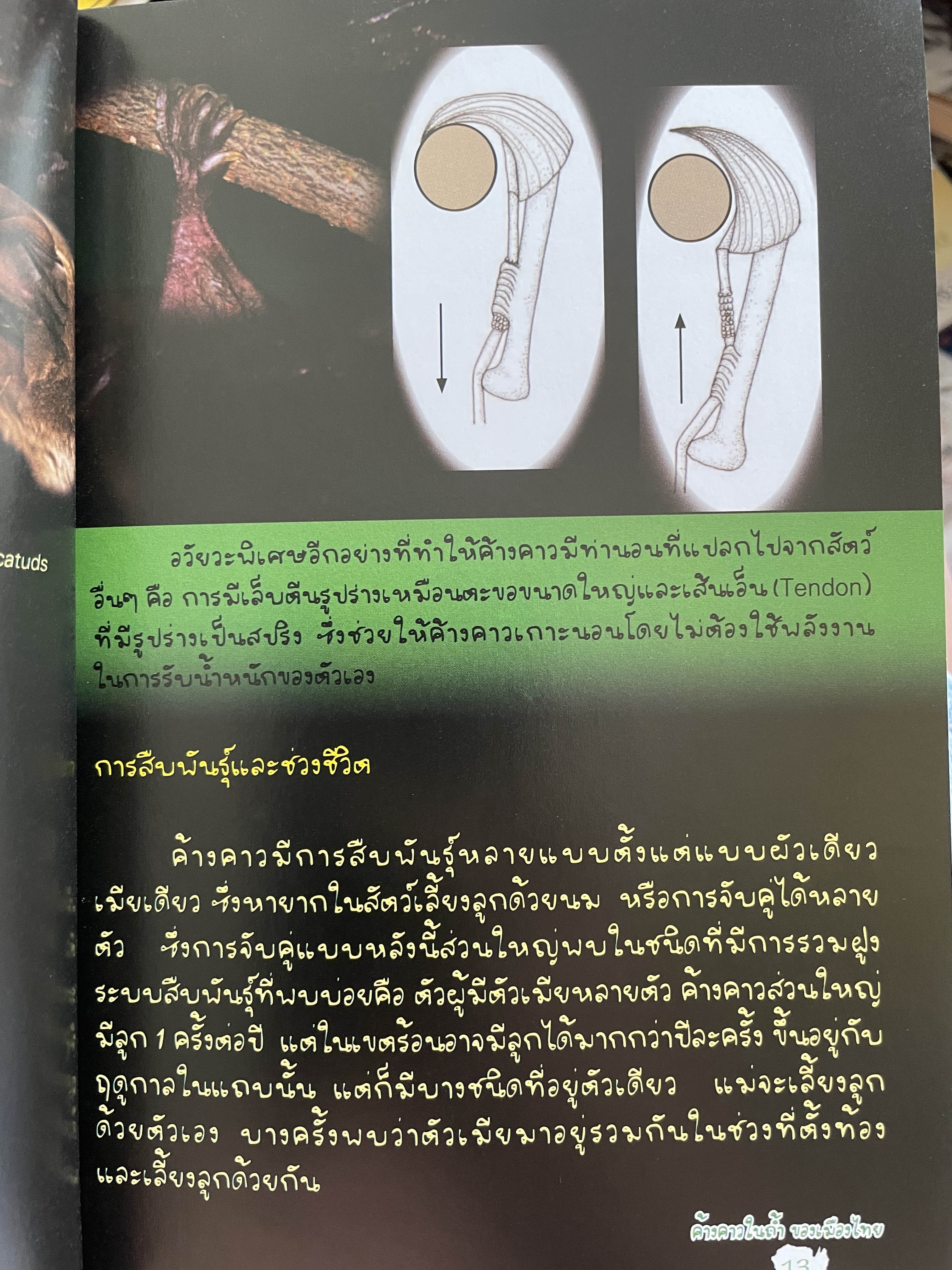 ค้างคาว ในถ้ำของเมืองไทย Cave-Dwelling Bats of. Thailand. จัดทำโดย กลุ่มงานวิจัยสัตว์ป่า สำนักอนุรักษ์สัตว์ป่า กรมอุทยานแห่งชาติ สัตว์ป่า และพันธุ์พืช 1,500 กรัม