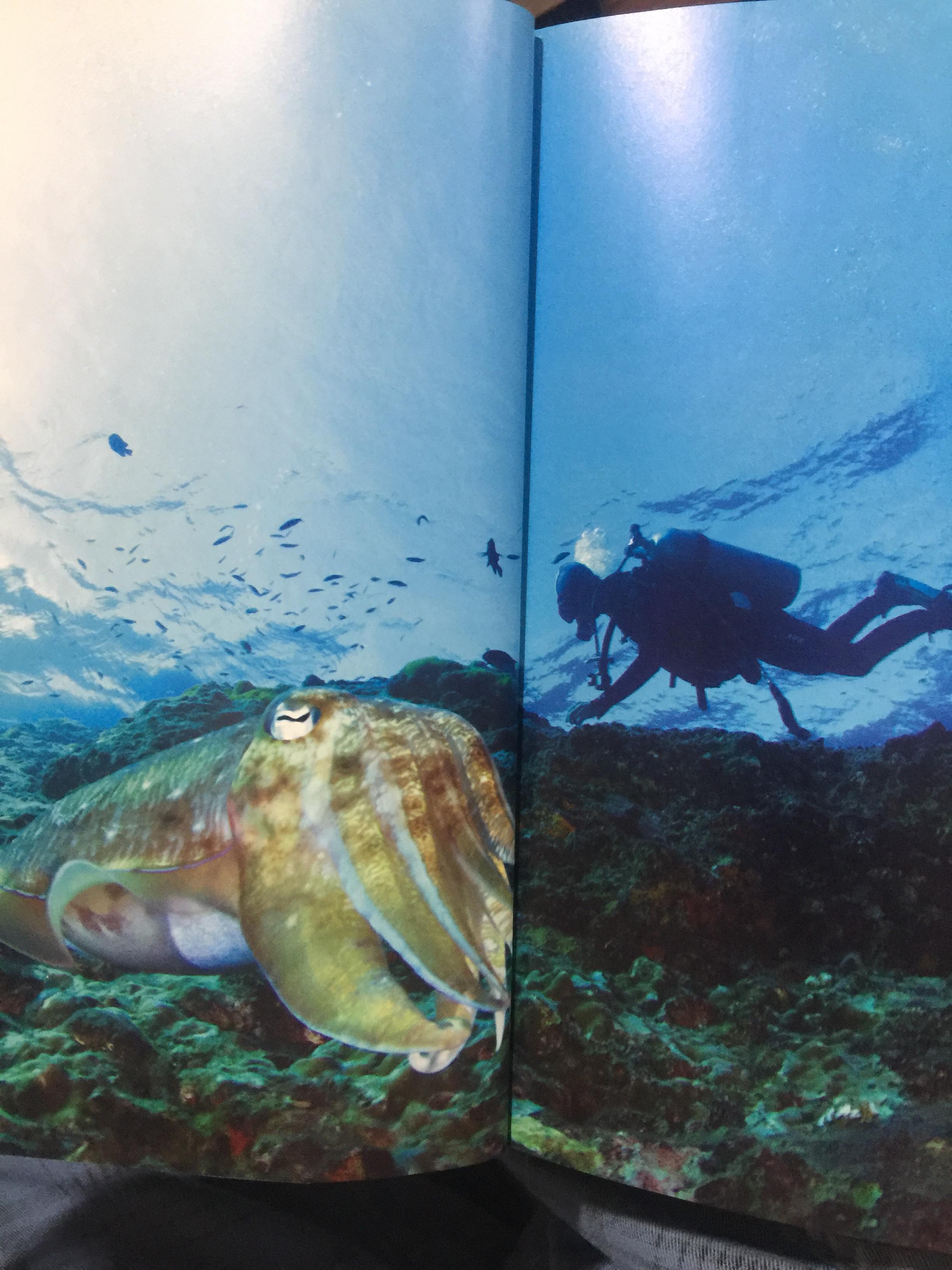 แหล่งดำน้ำที่สำคัญในประเทศไทย. DIVING ATTRACTIONS IN THAILAND 0 กก.