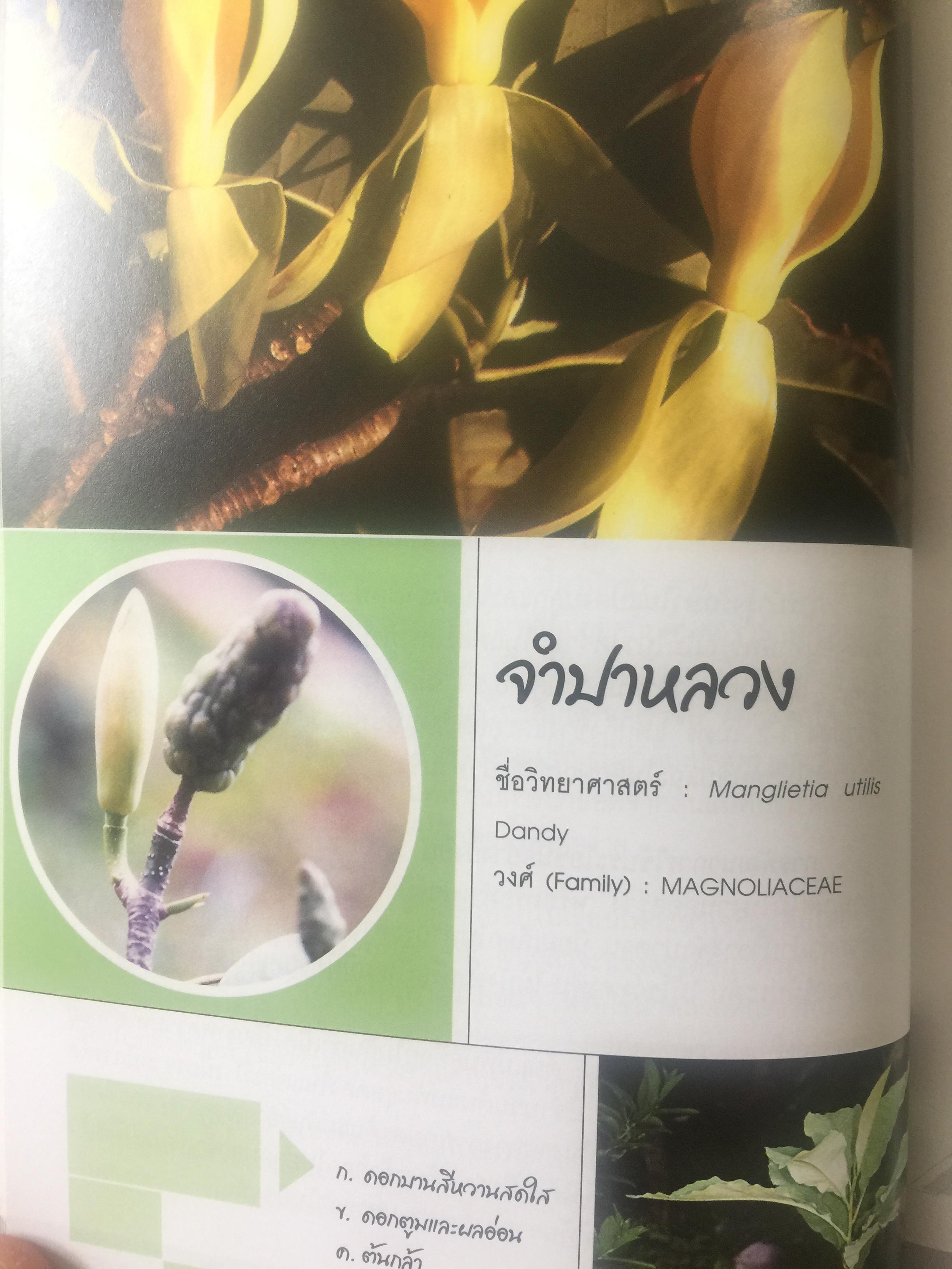 พรรณไม้ดอกหอมพื้นเมือง. ที่หายากและใกล้สูญพันธุ์ในประเทศไทย. ผู้เขียน ดร.ปิยะ เฉลิมกลิ่น 0 กก.