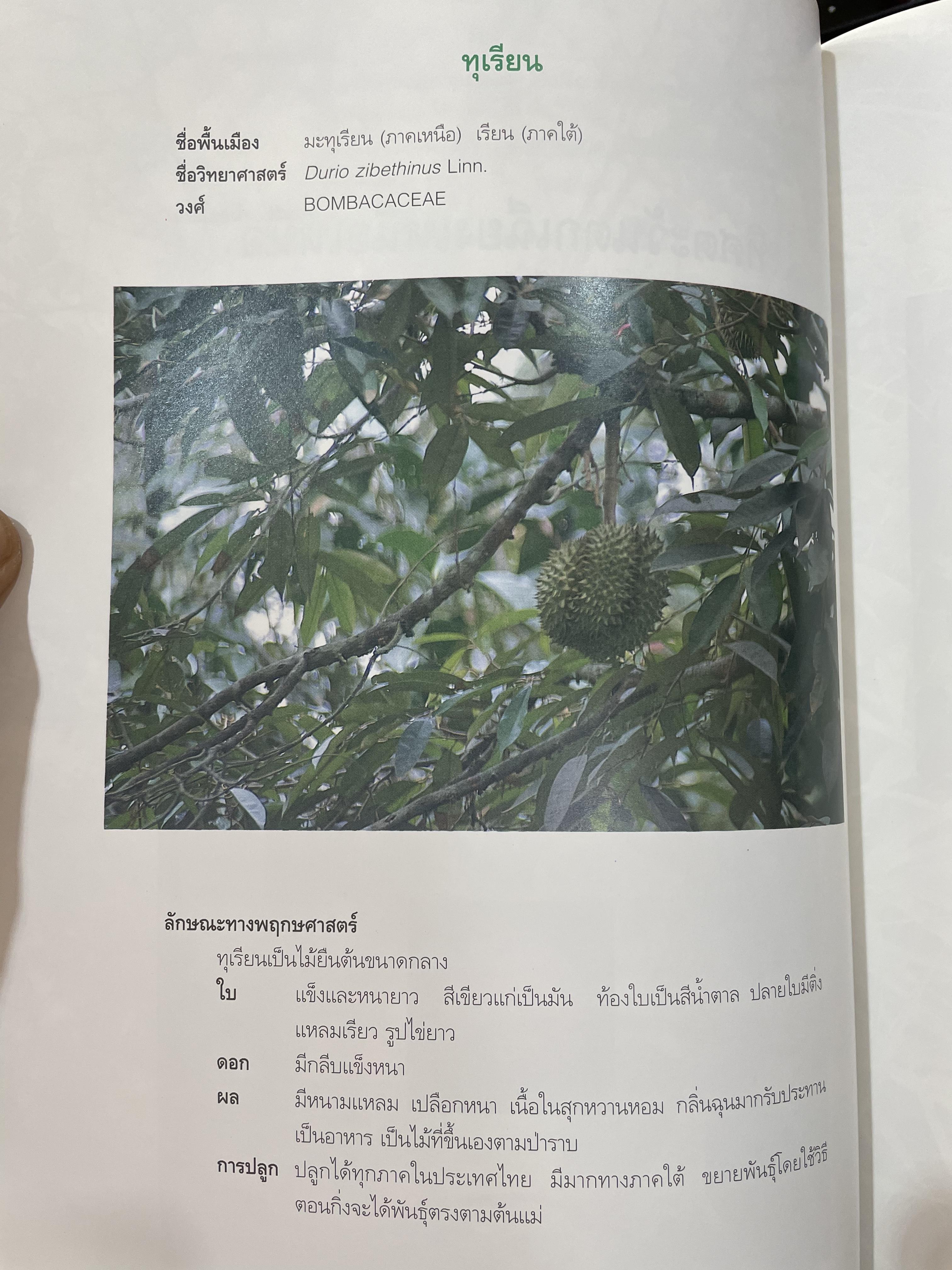 สมุนไพรกับวัฒนธรรมไทย ตอนที่ 1 ต้นไม้ตามทิศ จัดพิมพ์โดย สถาบันการแพทย์แผนไทย กรมการแพทย์ กระทรวงสาธารณสุข 0 กก.