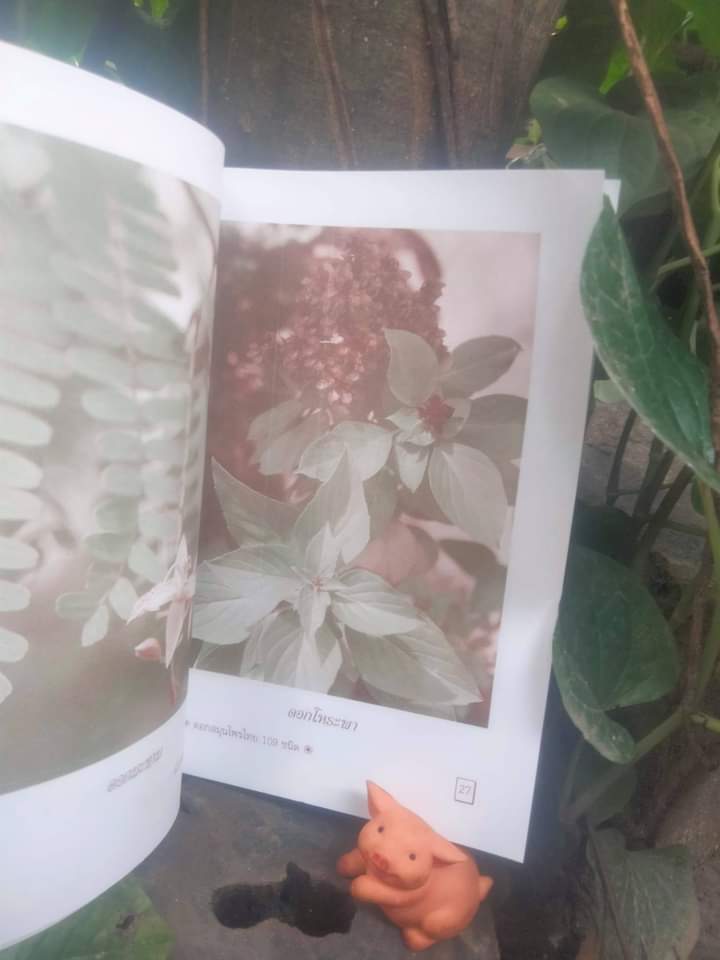 ตำราดอกสมุนไพร 109 ชนิด สรรพคุณเยี่ยม