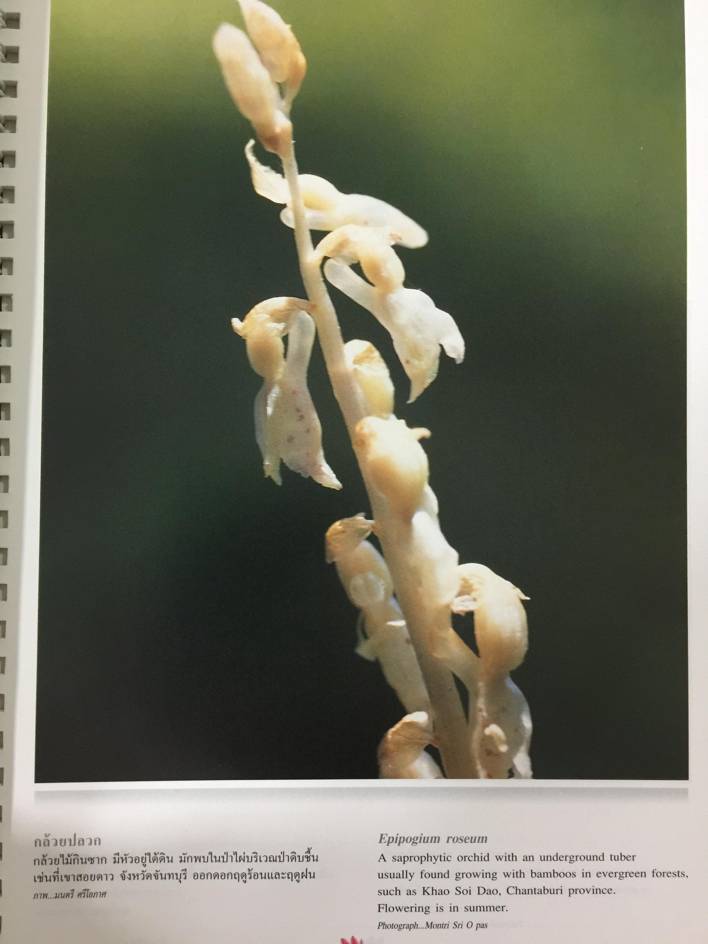 Wild Orchids of Thailand 0 กก.