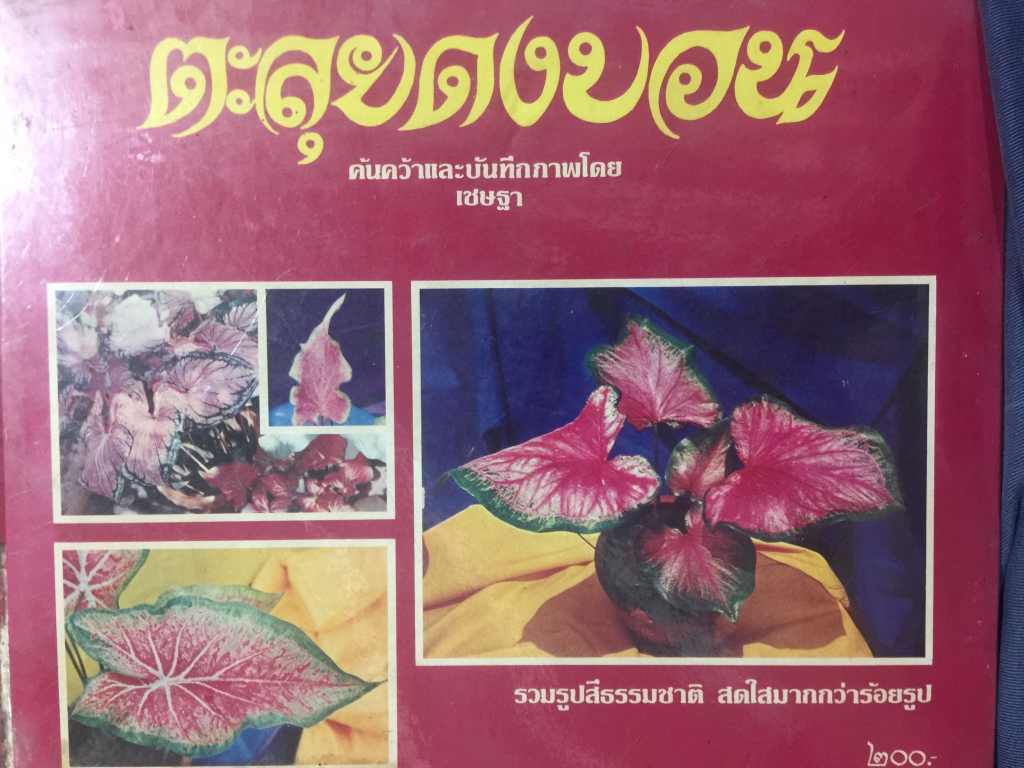 ตะลุยดงบอน รวมรูปสีธรรมชาติ สดใสมากกว่าร้อยรูป ค้นคว้าและบันทึกภาพโดย เชษฐา 0 กก.