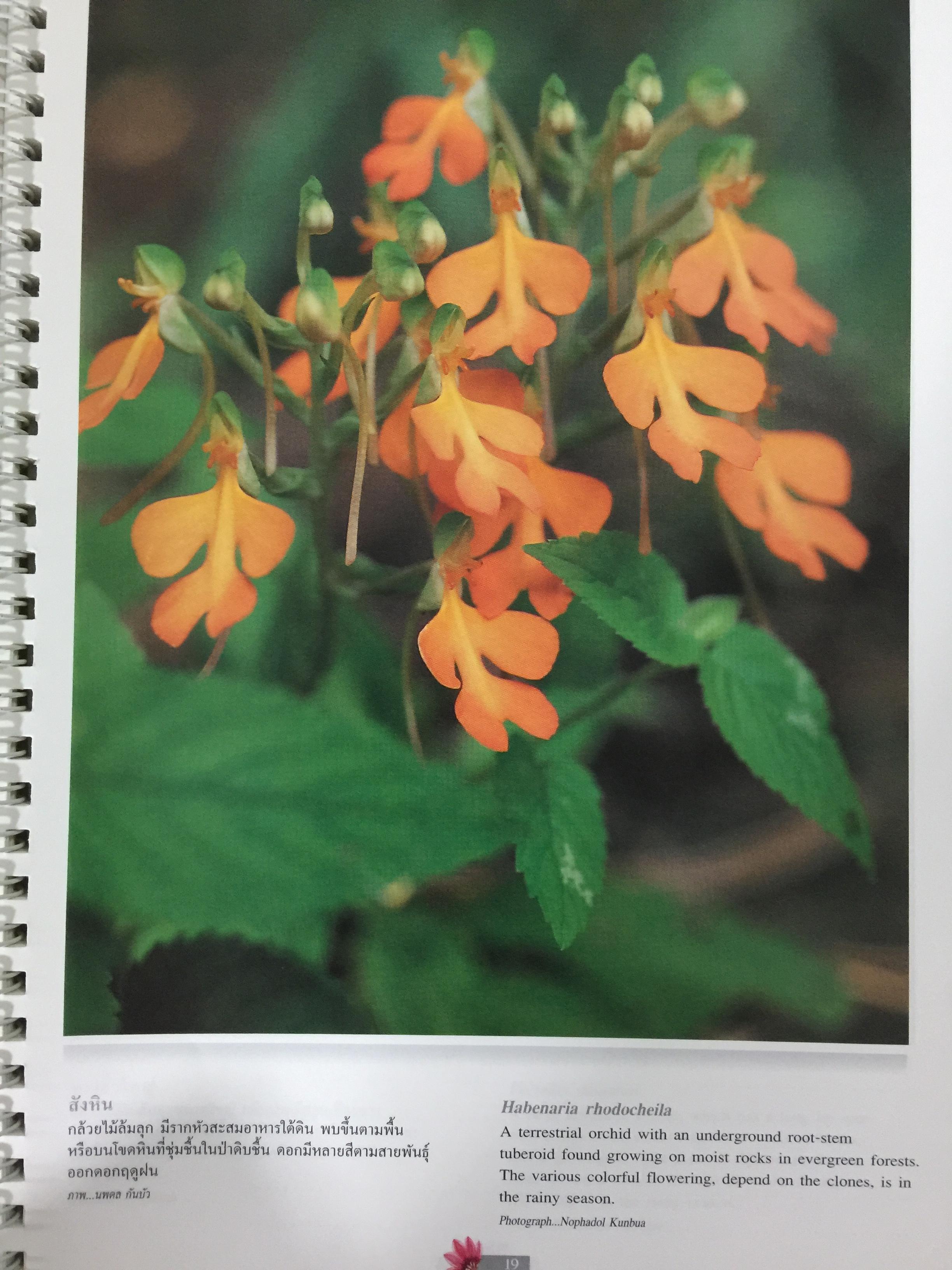 Wild Orchids of Thailand 0 กก.