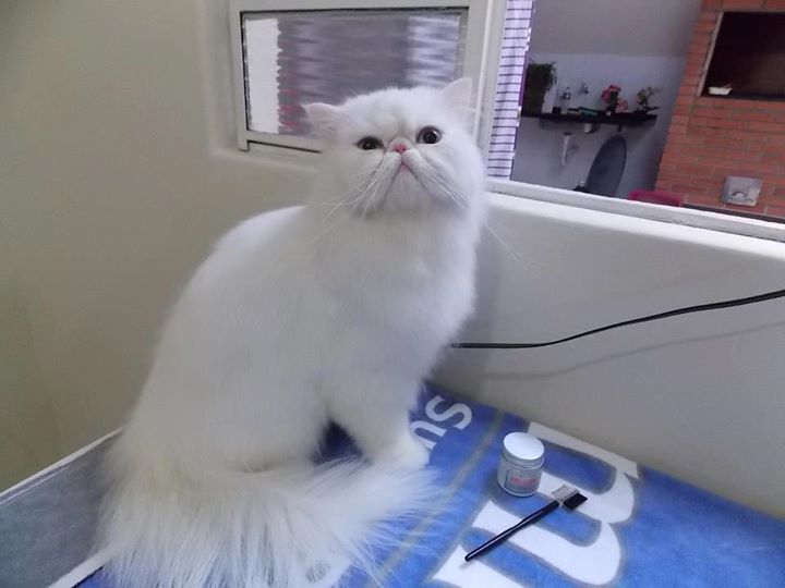 GROOMING POWDER (1/2 OZ)