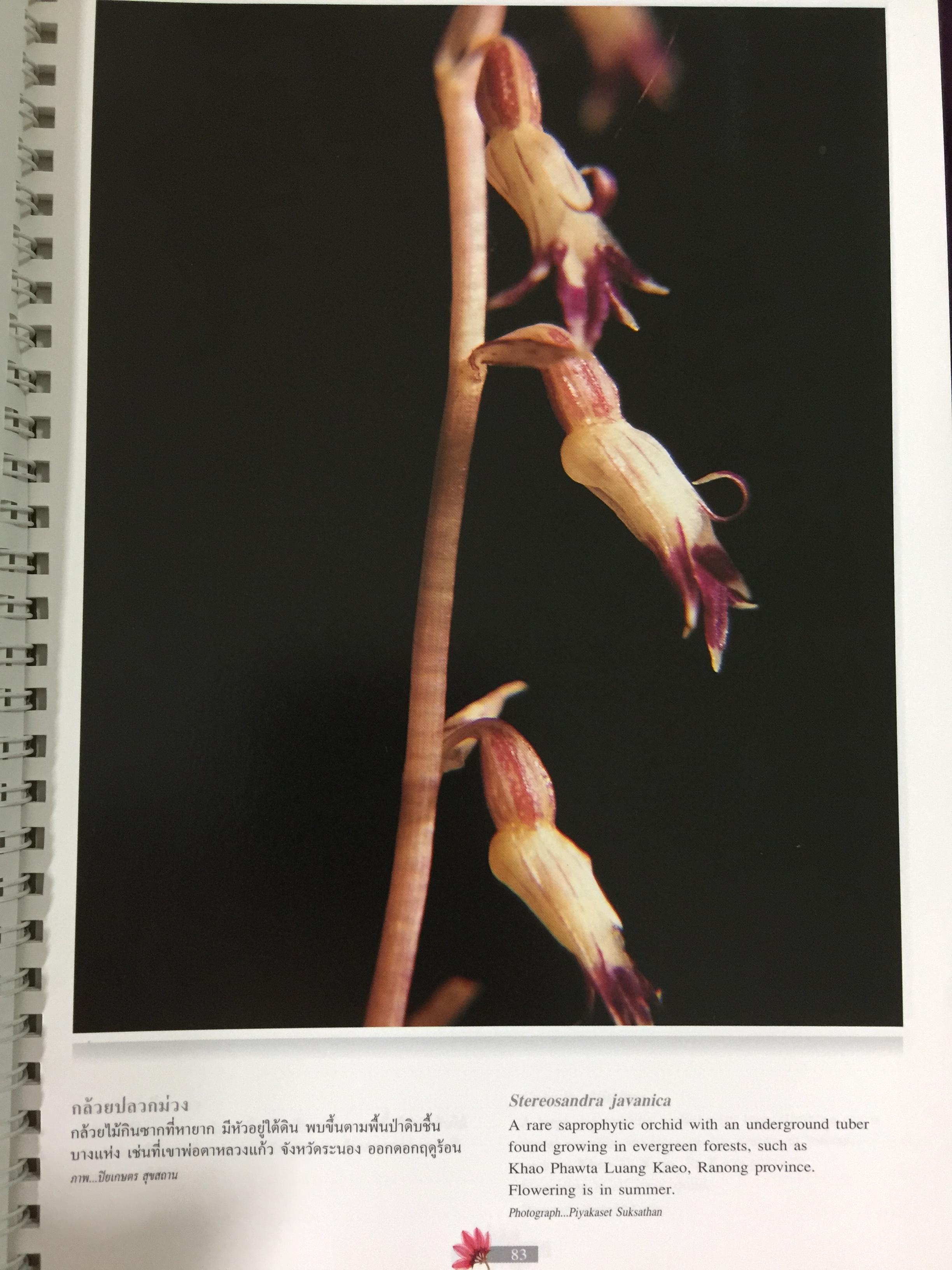 Wild Orchids of Thailand 0 กก.