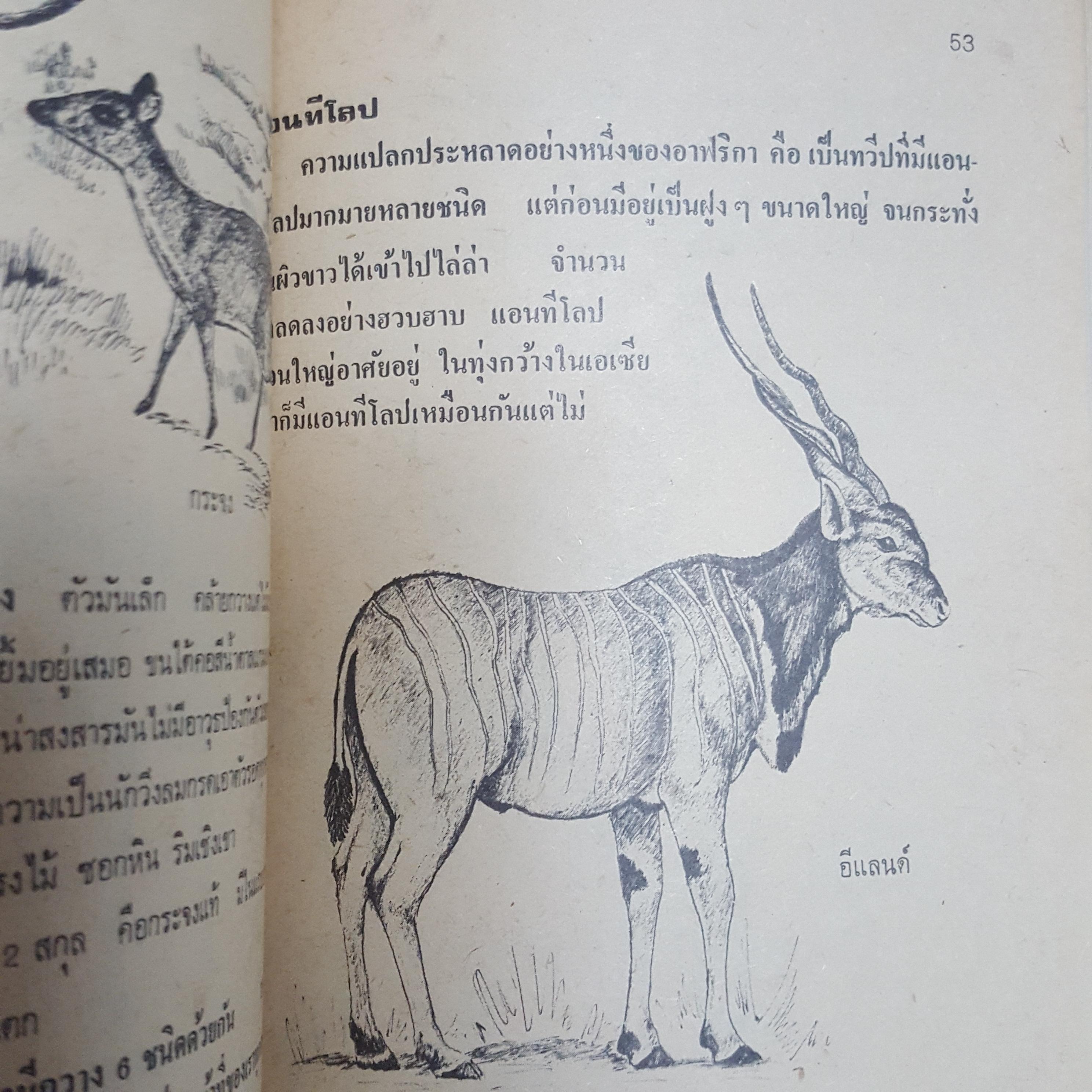 สัตว์สวยป่างาม