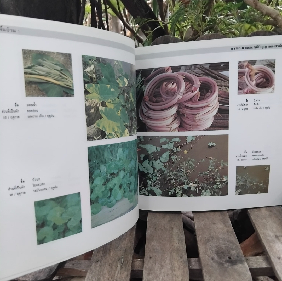 ผักพื้นบ้าน ความหมายและภูมิปัญญาของสามัญชนไทย กำเนิดผักพื้นบ้าน ชนิด-ประโยชน์ทางยา สูตรปรุงอาหาร สะสม