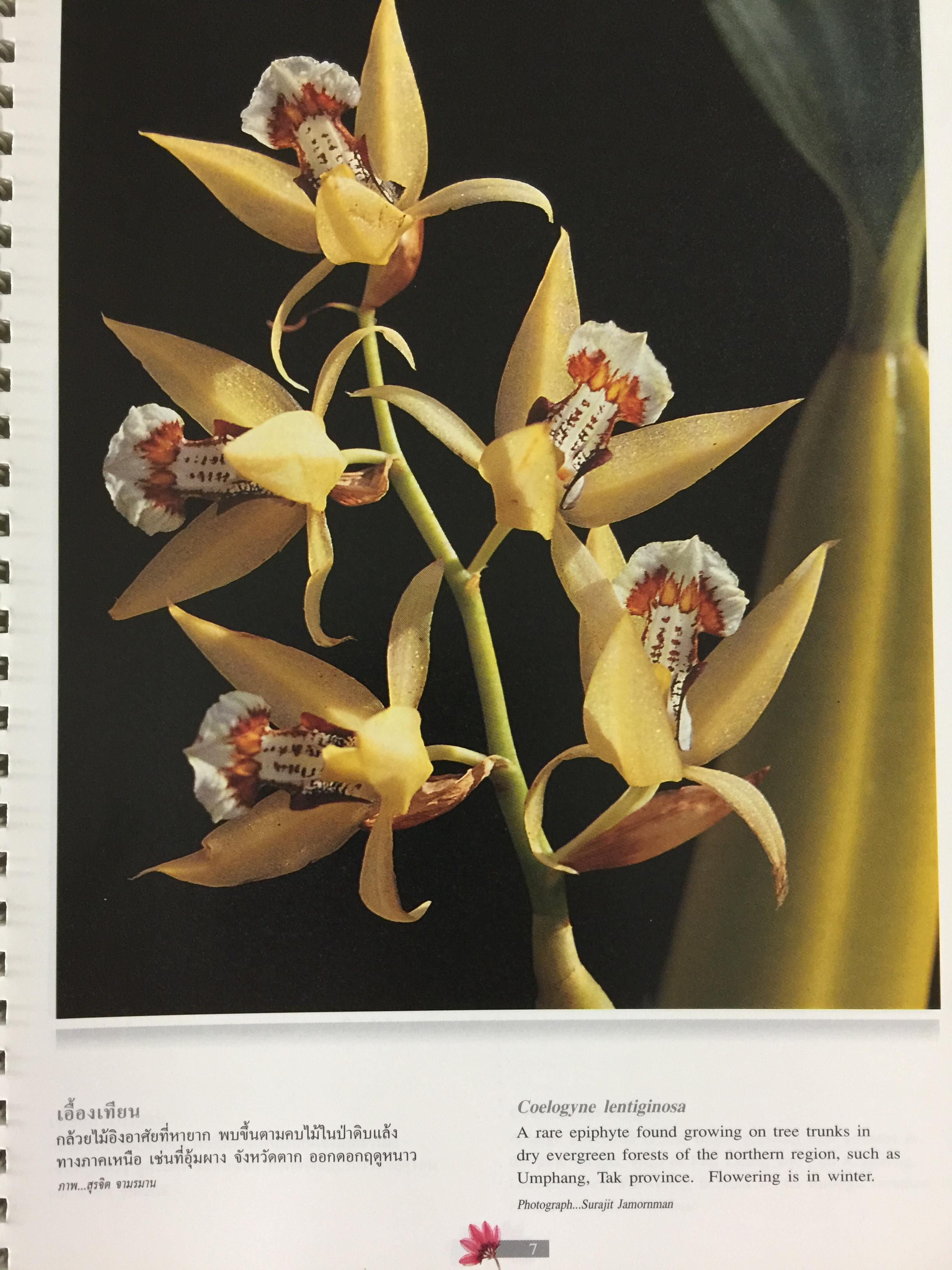 Wild Orchids of Thailand 0 กก.