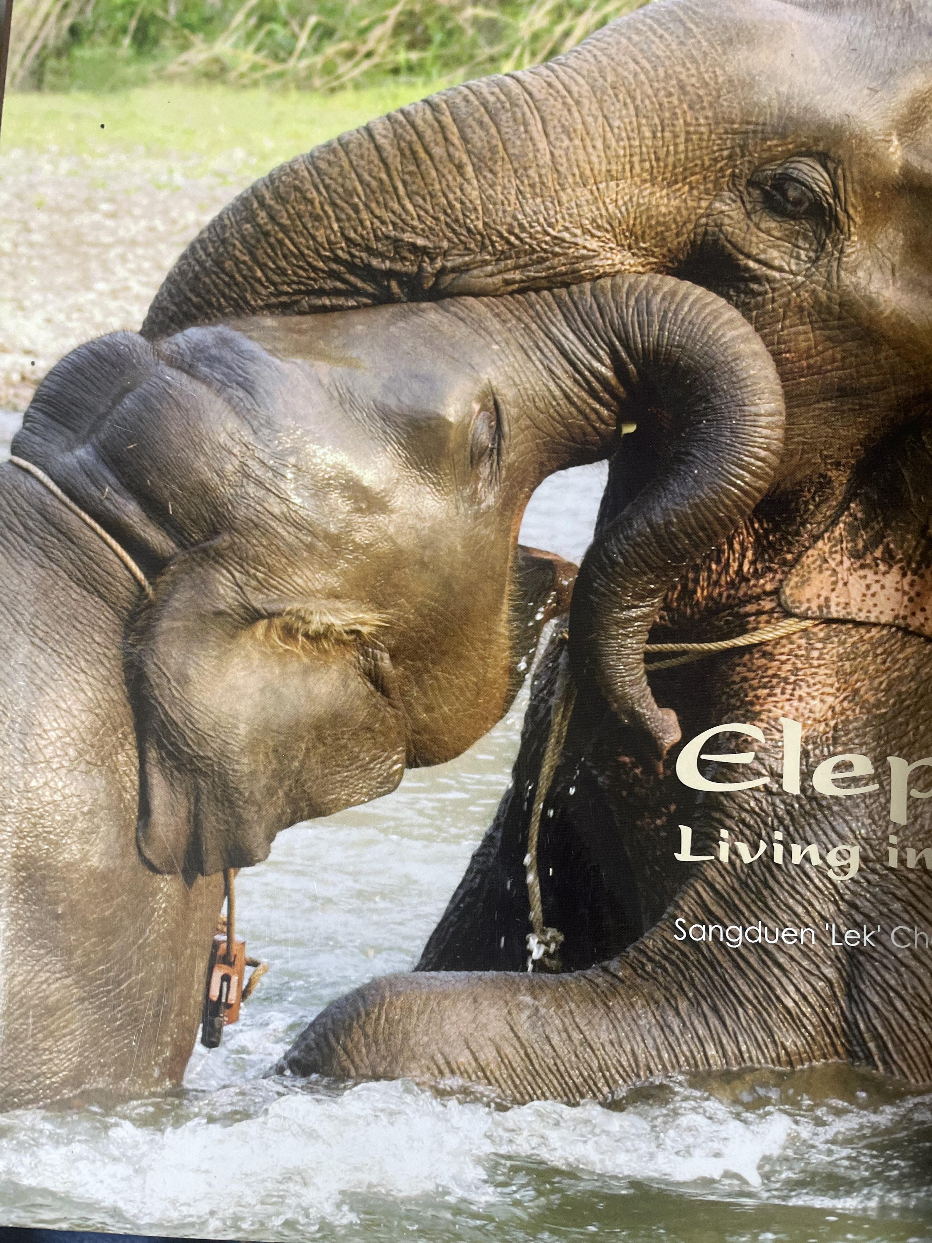 Elephants Living in Sanctuary 3 กก.