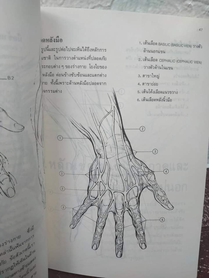 มือ กายวิภาคและการสร้างสรรค์