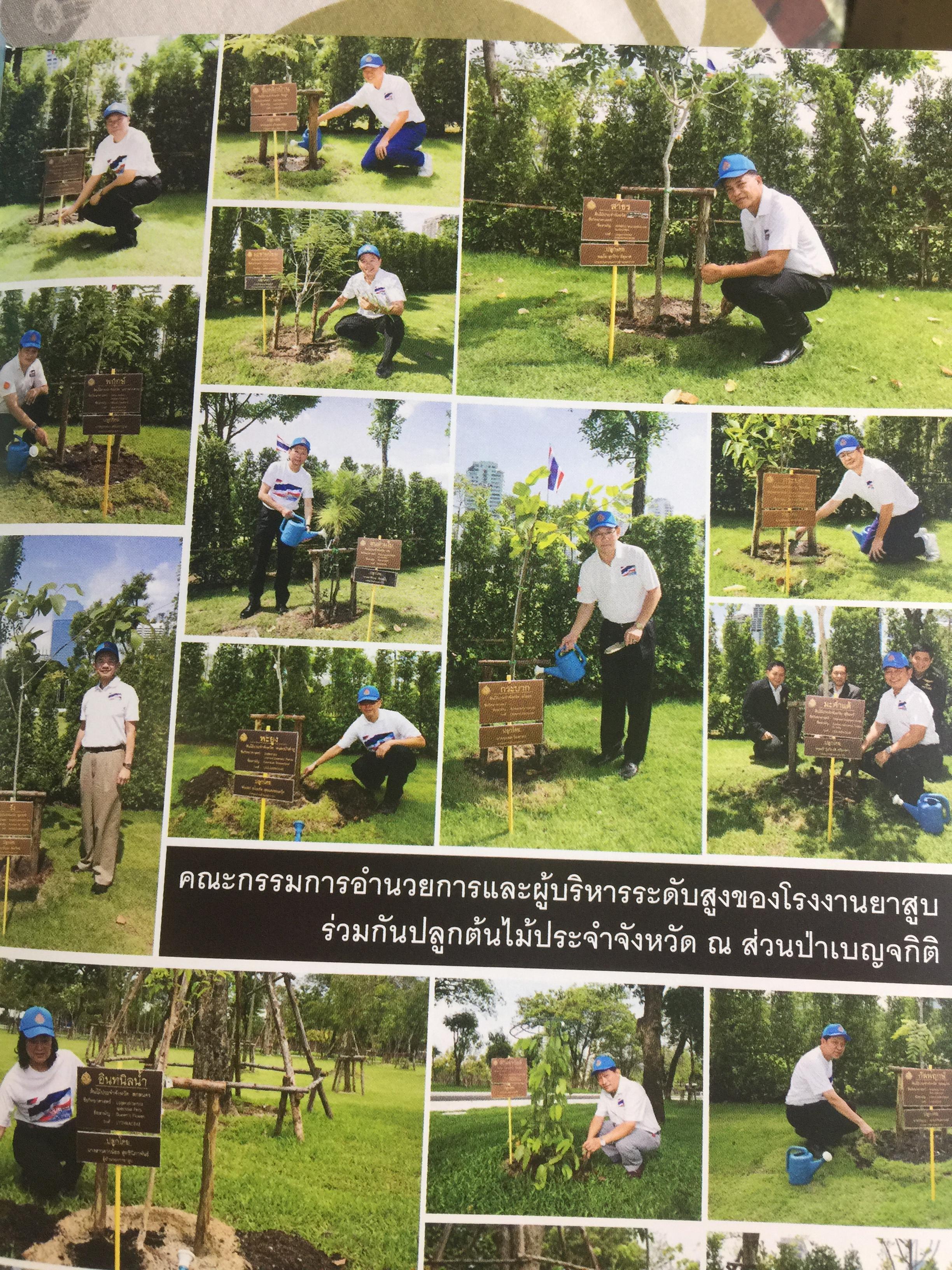 ยาสูบไทย หัวใจสีเขียว. พรรณไม้มงคลประจำจังหวัด สวนป่าเบญจกิติ 0 กก.