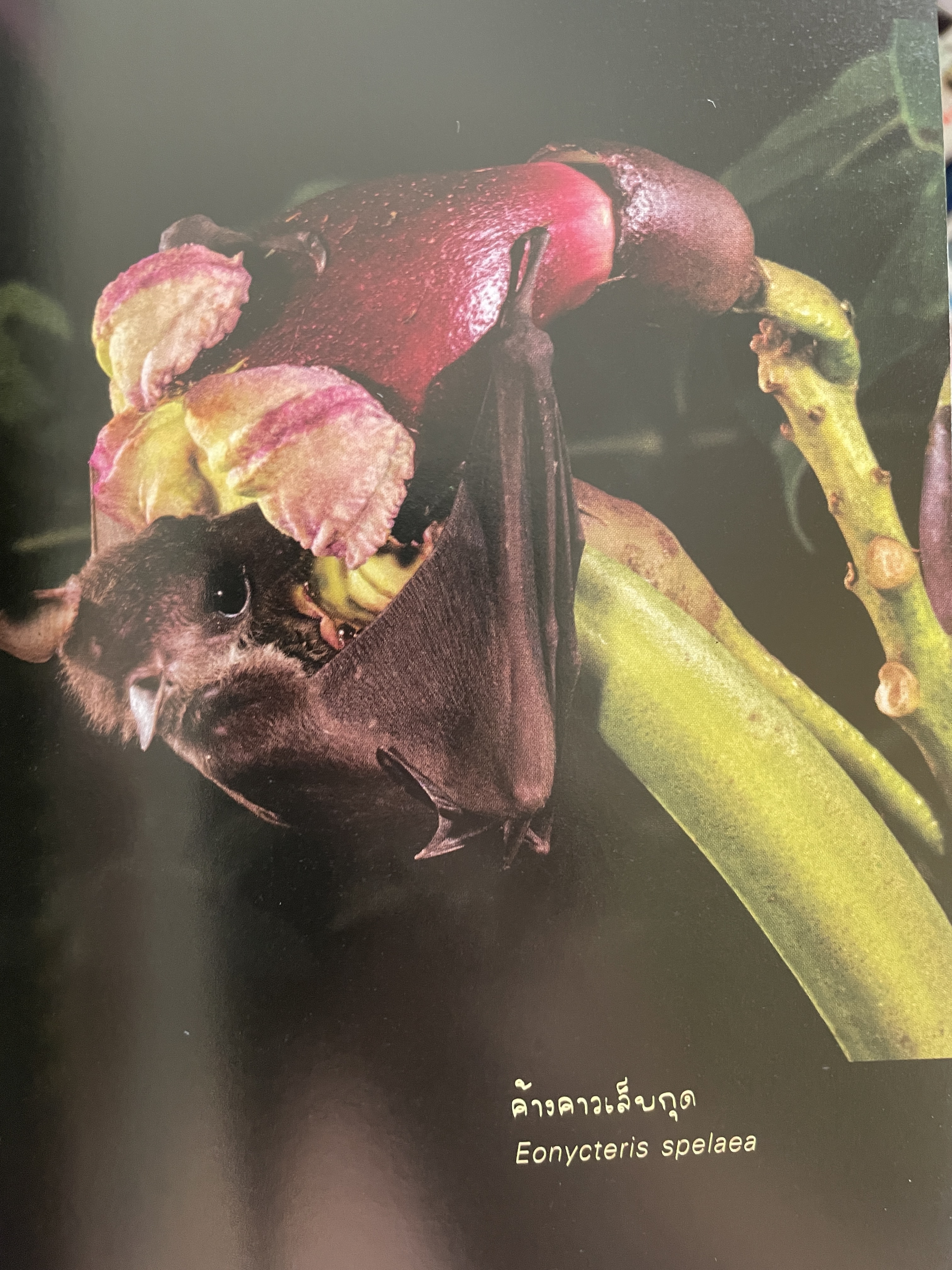 ค้างคาว ในถ้ำของเมืองไทย Cave-Dwelling Bats of. Thailand. จัดทำโดย กลุ่มงานวิจัยสัตว์ป่า สำนักอนุรักษ์สัตว์ป่า กรมอุทยานแห่งชาติ สัตว์ป่า และพันธุ์พืช 1,500 กรัม