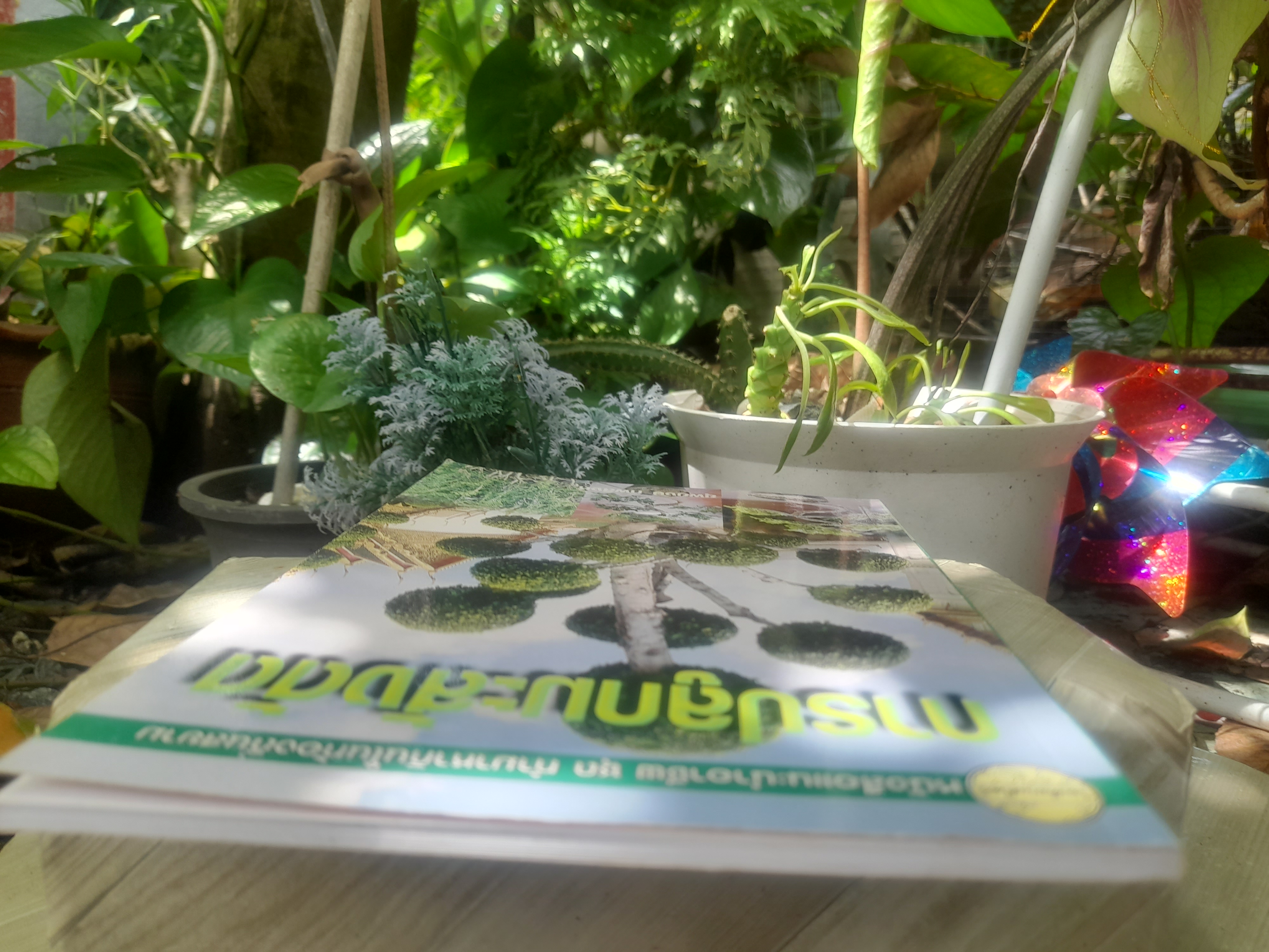 ไม้ดัด การปลูกมะสังดัด โดย ยุพยงษ์ ทิพสิงห์ เนื้อหาละเอียดตั้งแต่เริ่มปลูกจนถึงการดูแลมะสังดัด