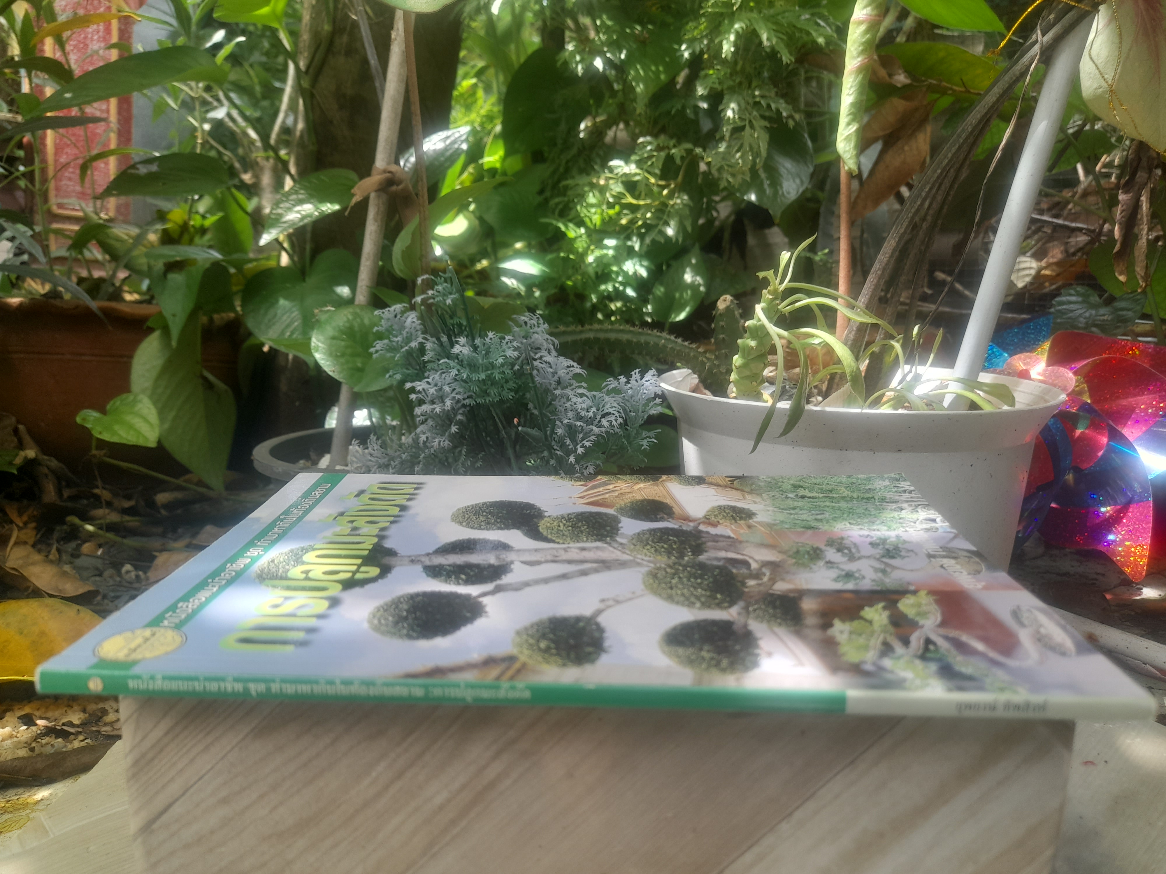 ไม้ดัด การปลูกมะสังดัด โดย ยุพยงษ์ ทิพสิงห์ เนื้อหาละเอียดตั้งแต่เริ่มปลูกจนถึงการดูแลมะสังดัด