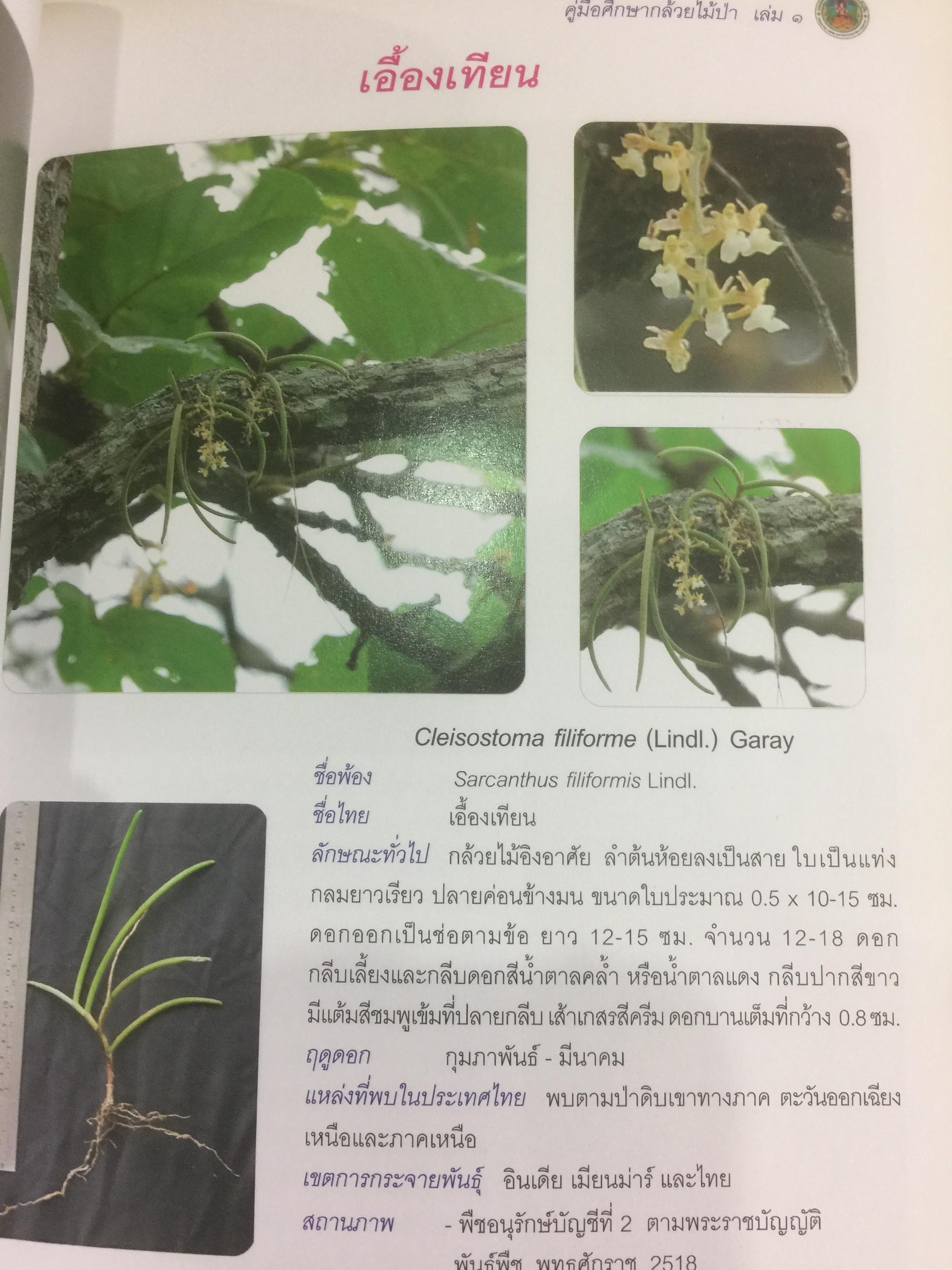 คู่มือศึกษากล้วยไม้ป่า เล่ม 1. จัดพิมพ์โดย สำนักวิจัยการอนุรักษ์ป่าไม้และพันธุ์พืช กรมอุทยานแห่งชาติ สัตว์ป่า และพันธุ์พืช 0 กก.
