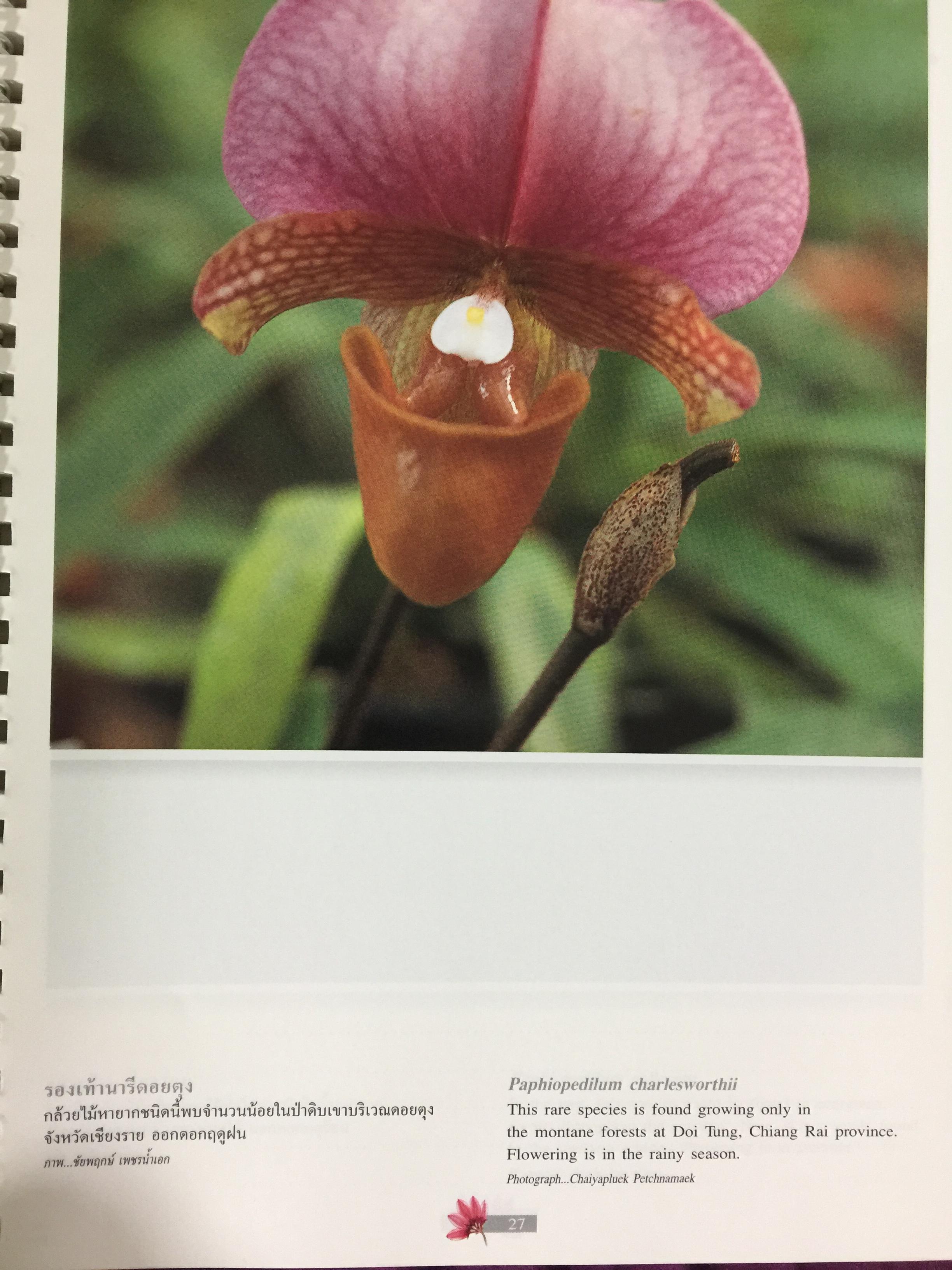 Wild Orchids of Thailand 0 กก.