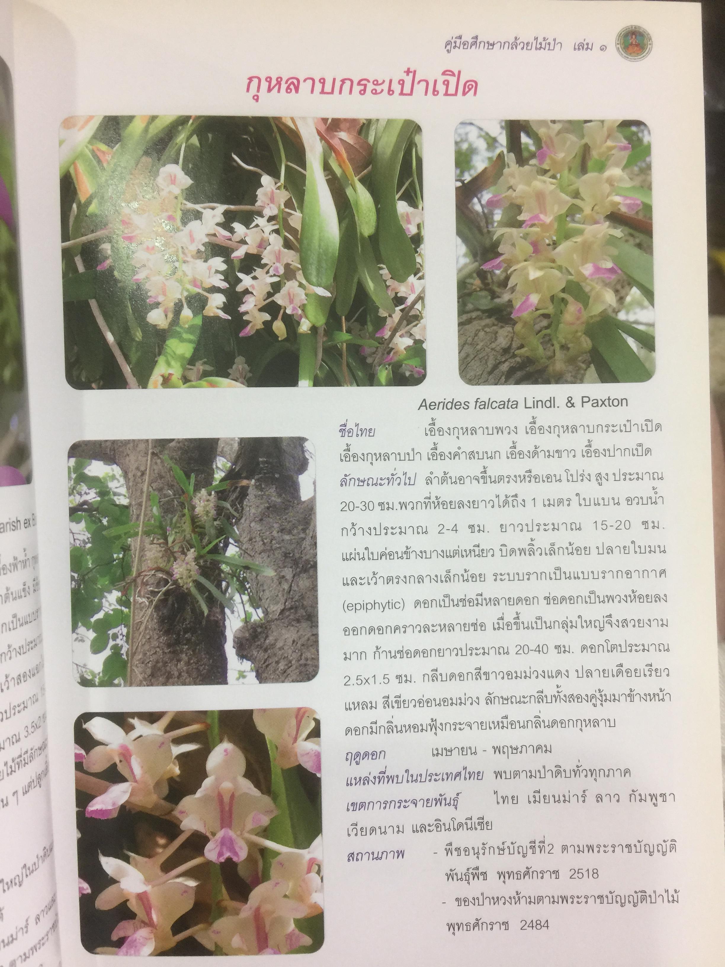 คู่มือศึกษากล้วยไม้ป่า เล่ม 1. จัดพิมพ์โดย สำนักวิจัยการอนุรักษ์ป่าไม้และพันธุ์พืช กรมอุทยานแห่งชาติ สัตว์ป่า และพันธุ์พืช 0 กก.