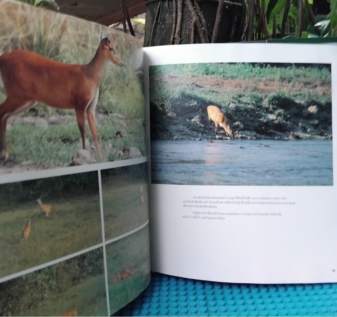 ชีพจรไพร SPIRIT OF THE JUNGLE โดย ม.ล.ปริญญากร วรวรรณ สารคดีภาพชีวิตสัตว์ป่า มือ1 ปกแข็งสภาพดี