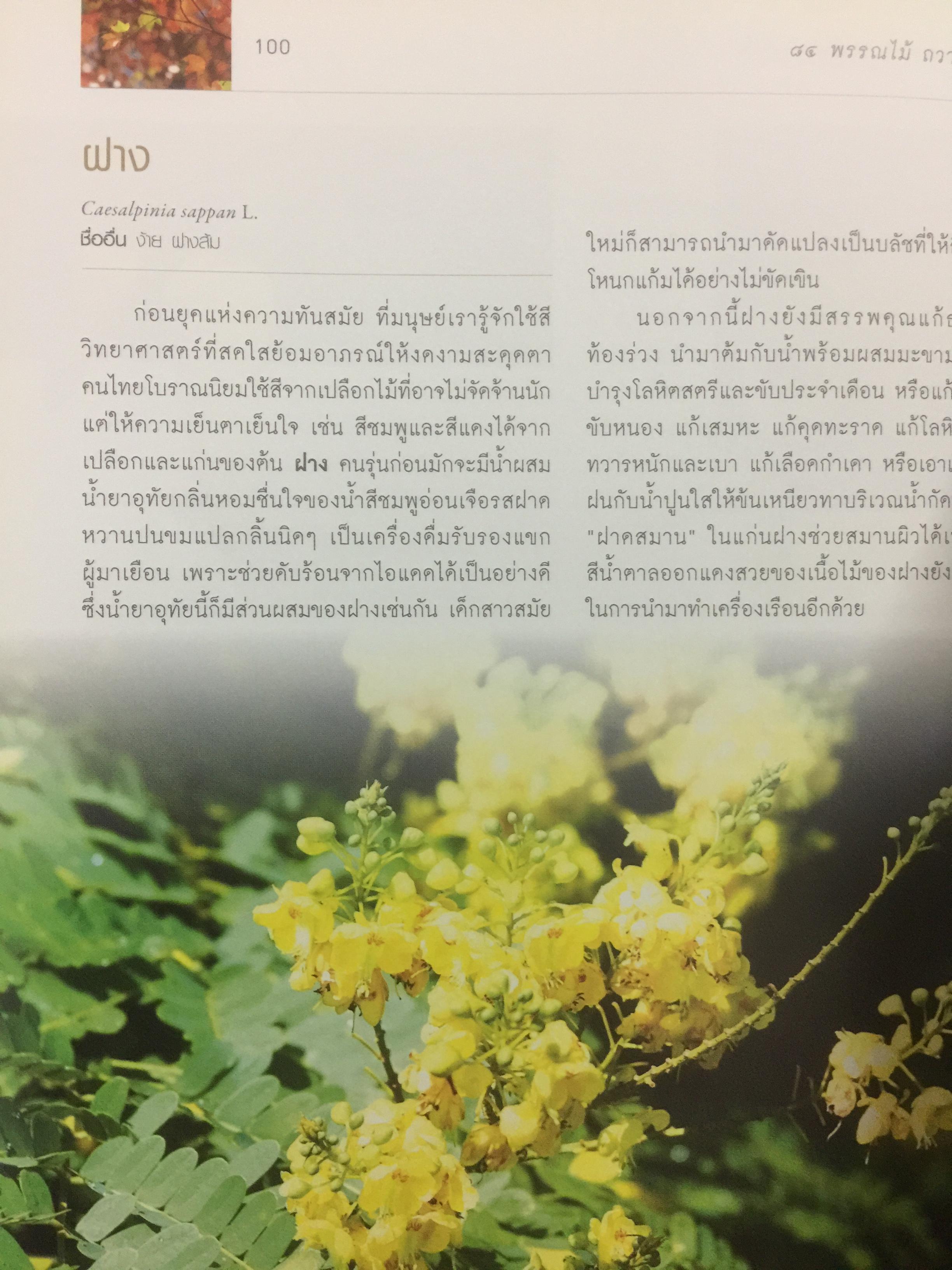 84 พรรณไม้ถวายในหลวง โครงการปลูกป่าถาวรเฉลิมพระเกียรติ จัดทำโดย บริษัท กสท โทรคมนาคม จำกัด (มหาชน) 0 กก.