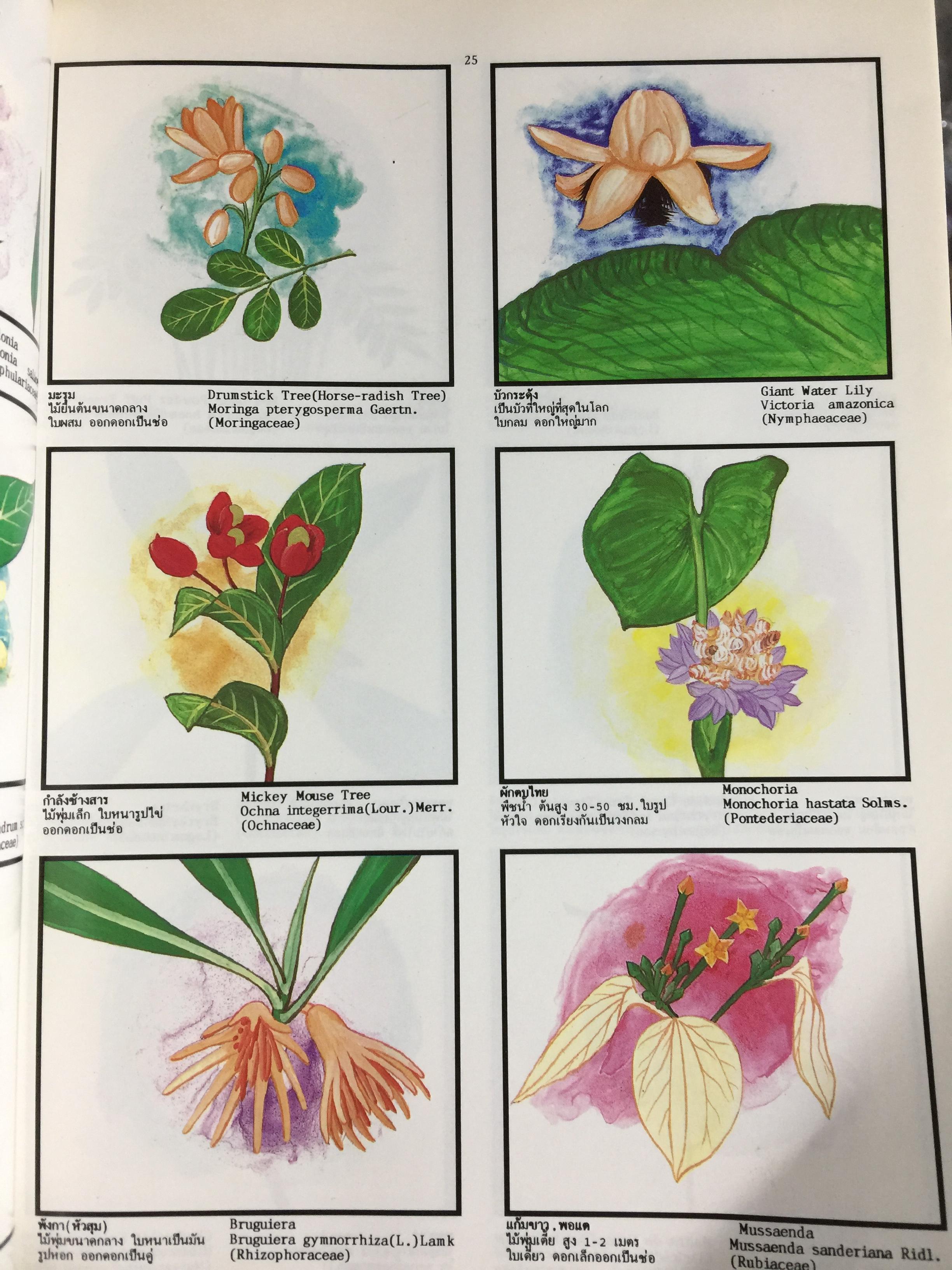 พจนานุกรม ไม้ดอกไม้ประดับ ในเมืองไทย ผู้เขียน ดร.วิทย์ เที่ยงบูรณธรรม 2 กก.