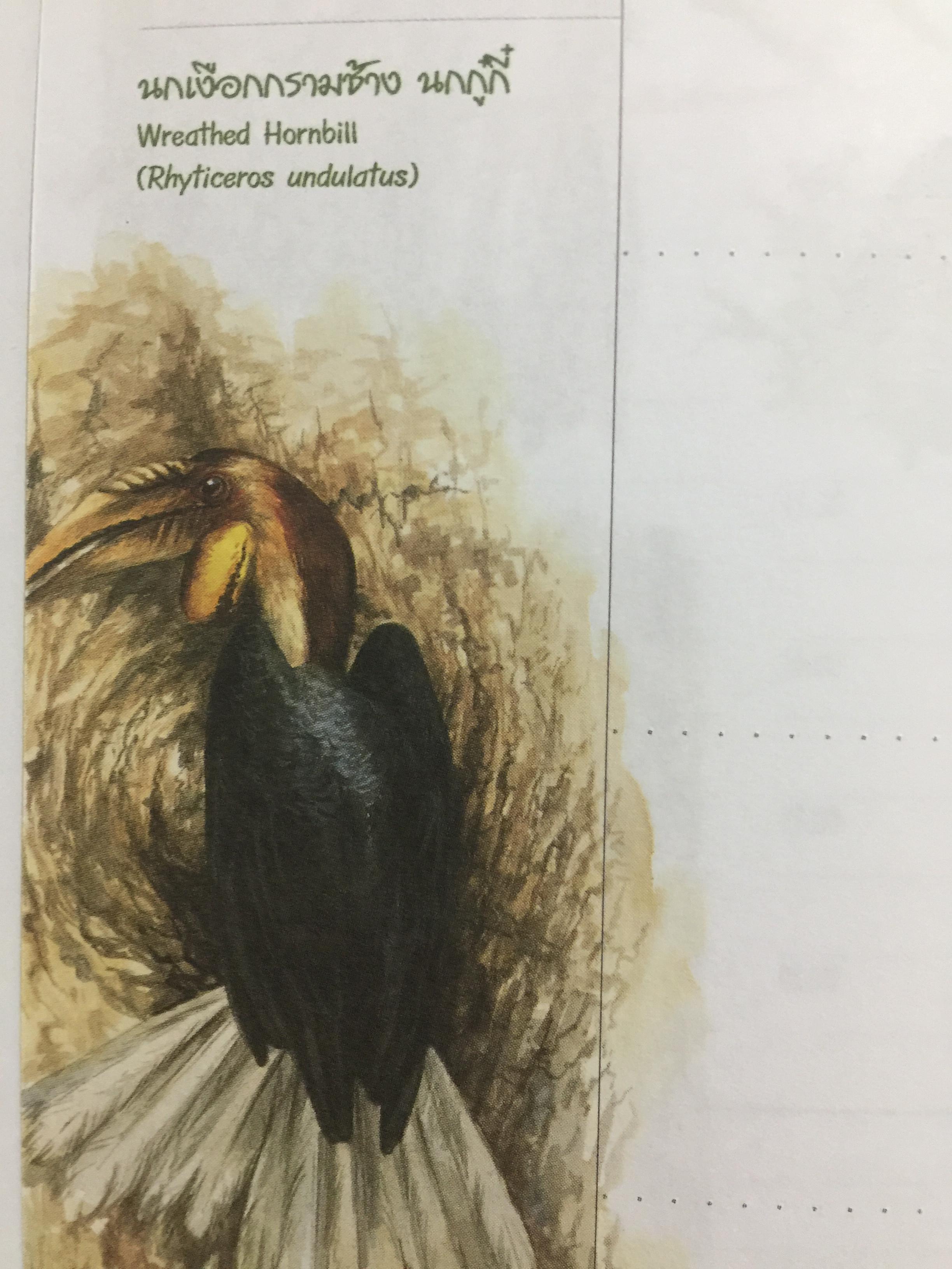 นกเงือกไทย. จากบันทึก 2546 ขององค์การค้าของคุรุสภา 1 กก.