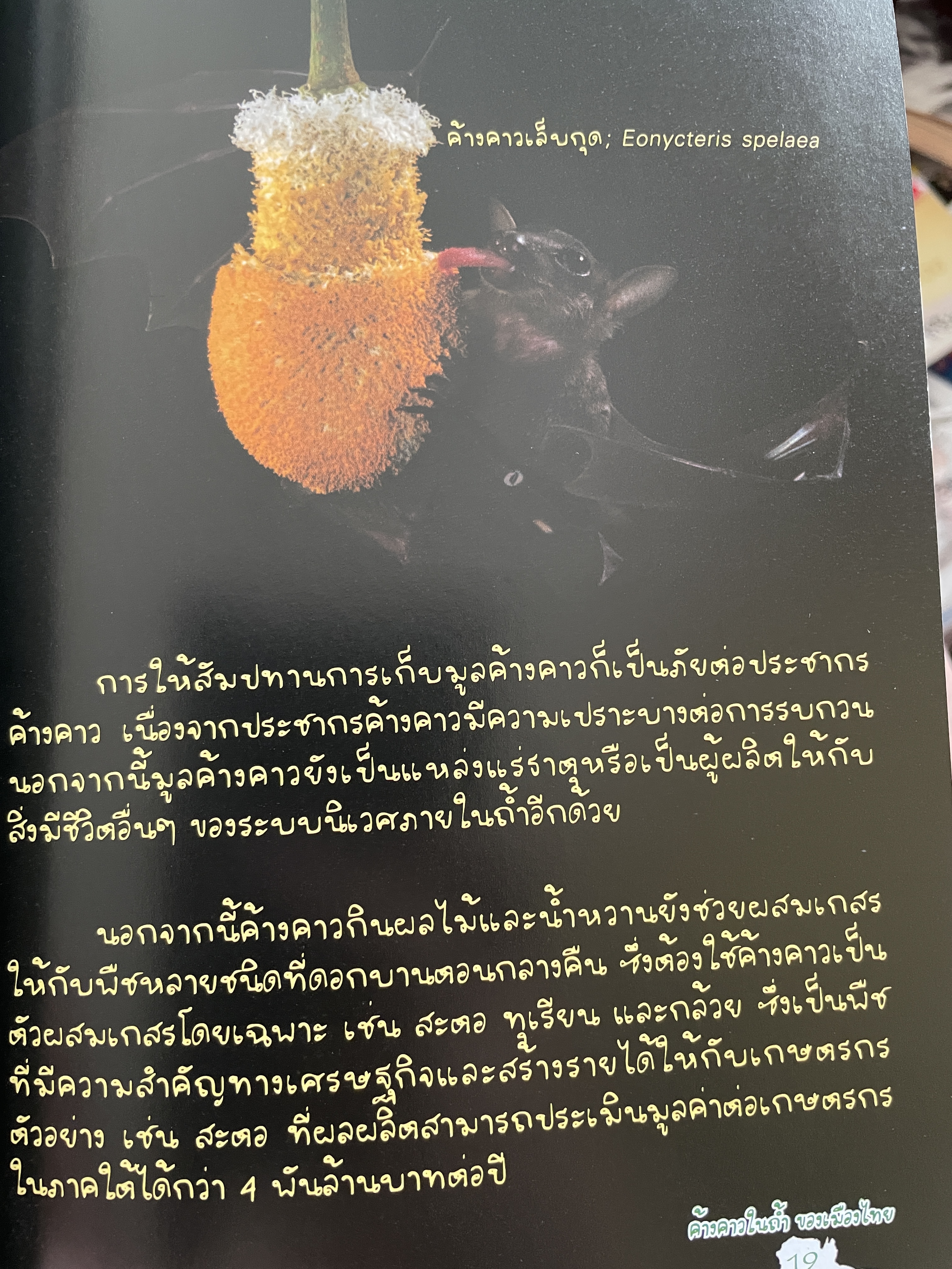 ค้างคาว ในถ้ำของเมืองไทย Cave-Dwelling Bats of. Thailand. จัดทำโดย กลุ่มงานวิจัยสัตว์ป่า สำนักอนุรักษ์สัตว์ป่า กรมอุทยานแห่งชาติ สัตว์ป่า และพันธุ์พืช 1,500 กรัม