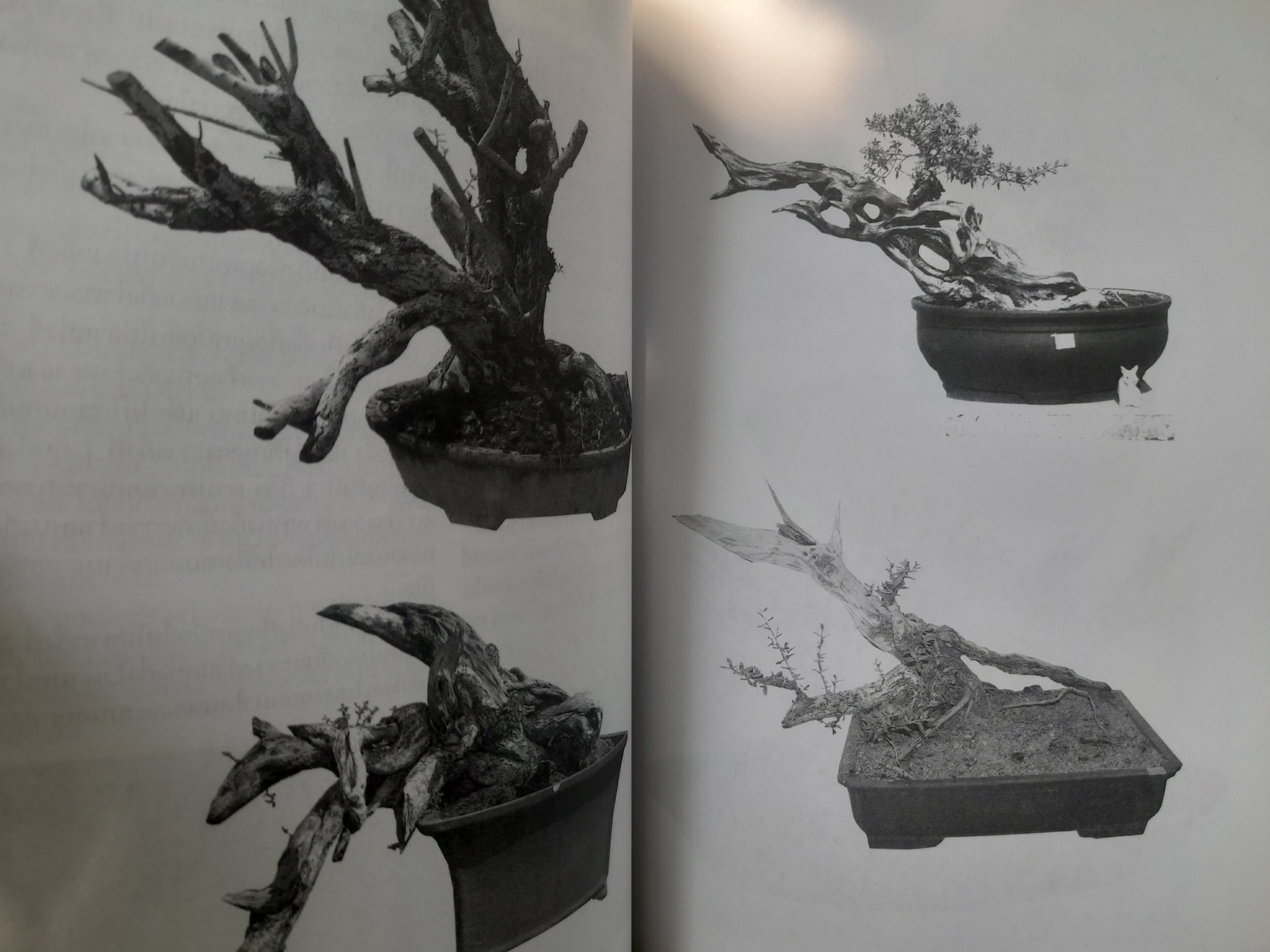 อเมซิ่งไทยบอนไซ หนังสือที่รวบรวมเทคนิคทุกอย่างเกี่ยวกับบอนไซ