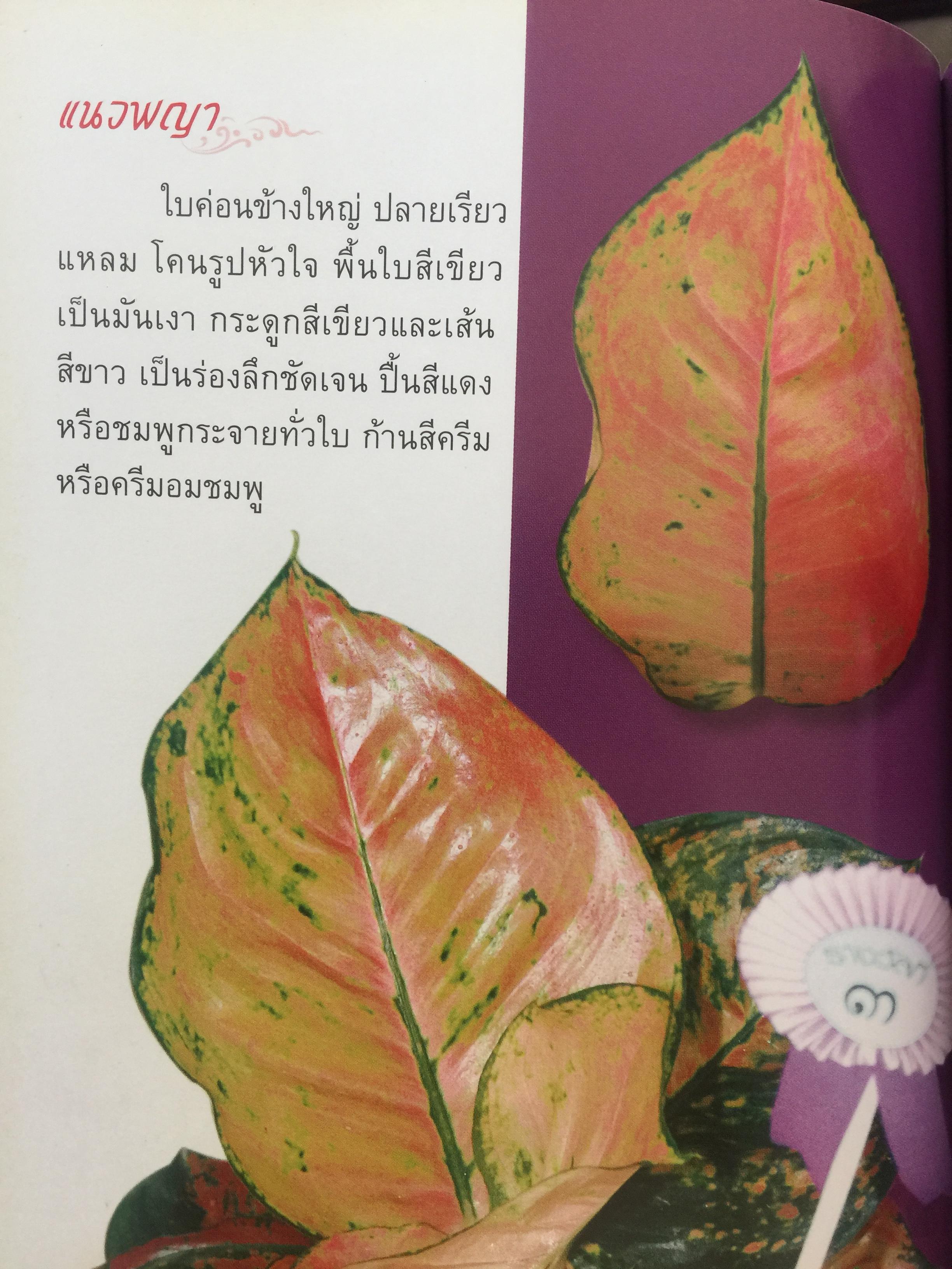 อโกลนีมา AGLAONEMA. โดย อาจารย์เศรษฐมันคร์ กาญจนกุล 0 กก.