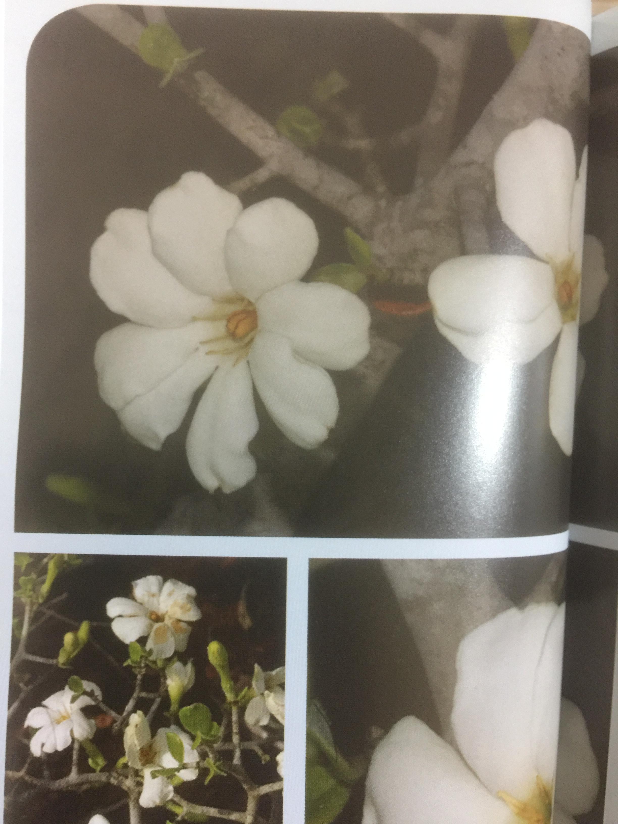 พรรณไม้พื้นเมืองไทย จากเขาใหญ่สู่ลำน้ำโขง ผู้จัดทำ กรมวิชาการเกษตร 0 กก.