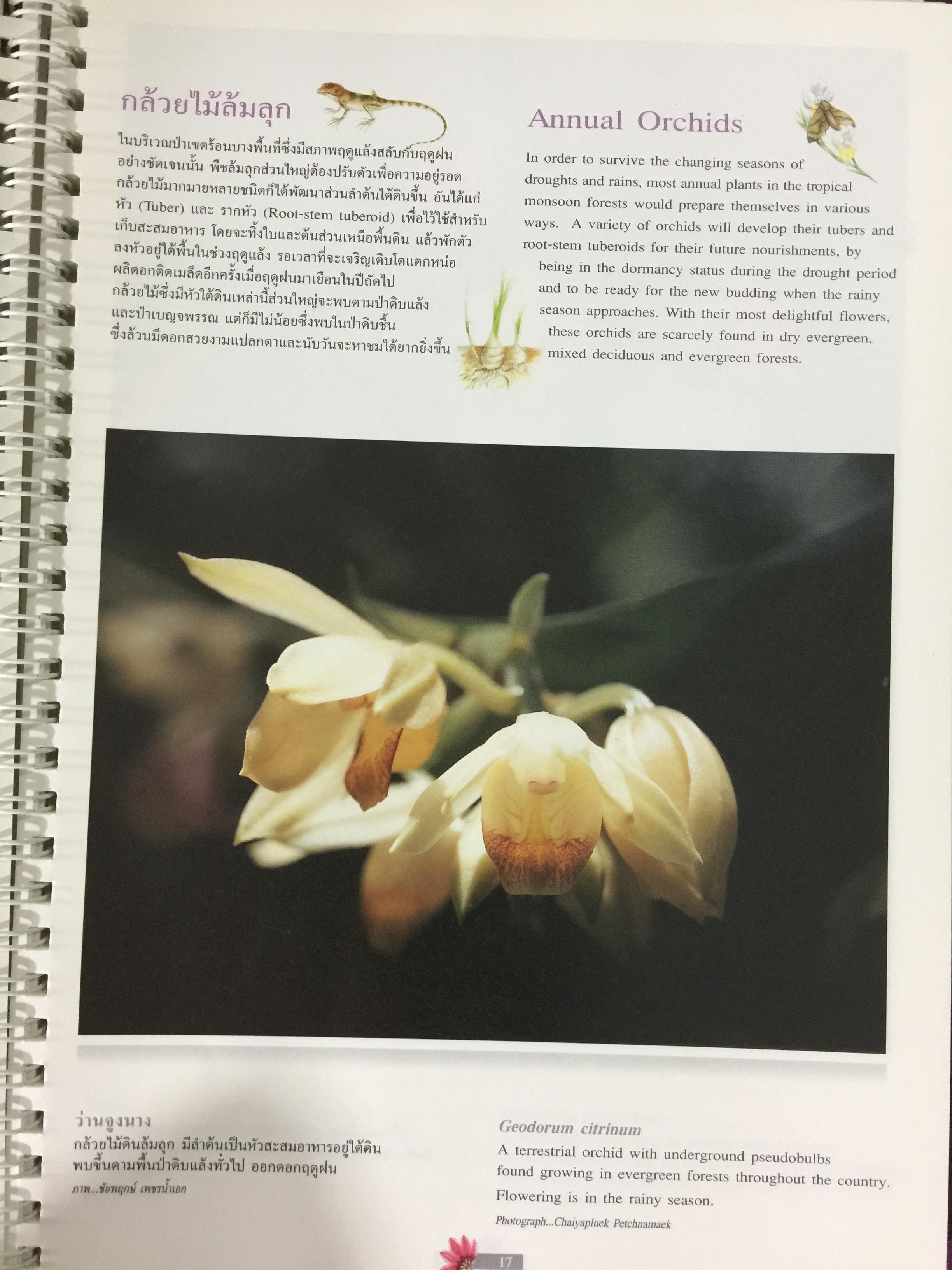 Wild Orchids of Thailand 0 กก.