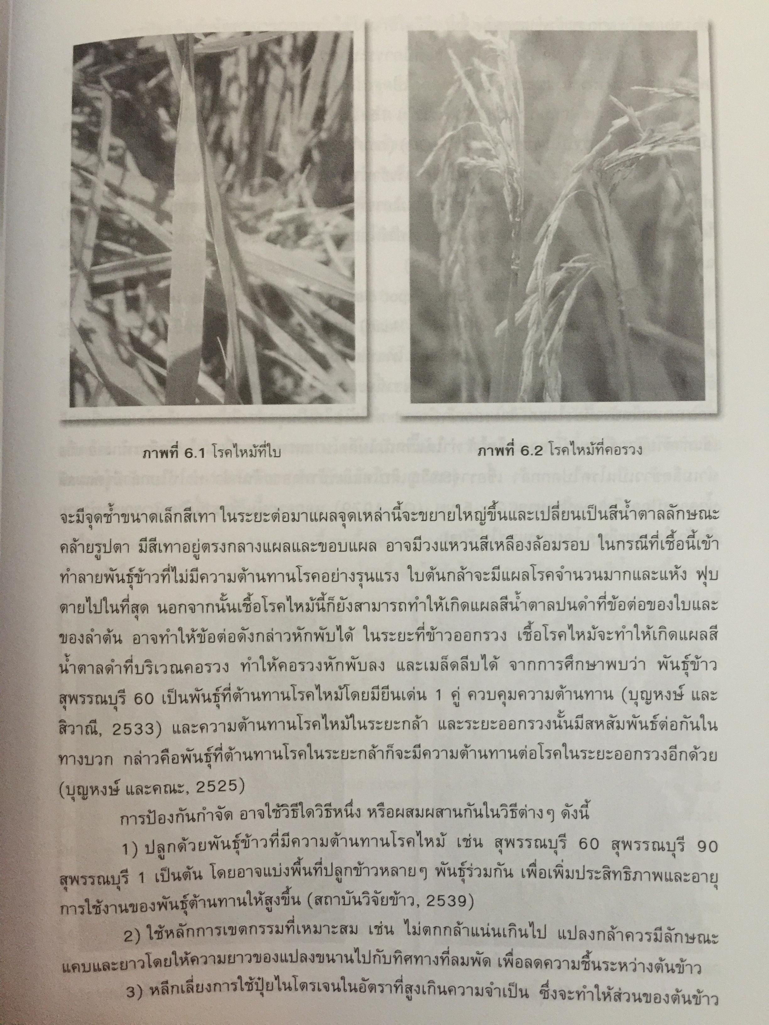 ข้าวและเทคโนโลยีการผลิต. ผู้เขียน รองศาสตราจารย์ ดร.บุญหงษ์ จงคิด ภาควิชาเทคโนโลยีการเกษตร คณะวิทยาศาสตร์และเทคโนโลยี มหาวิทยาลัยธรรมศาสตร์ 800 กรัม