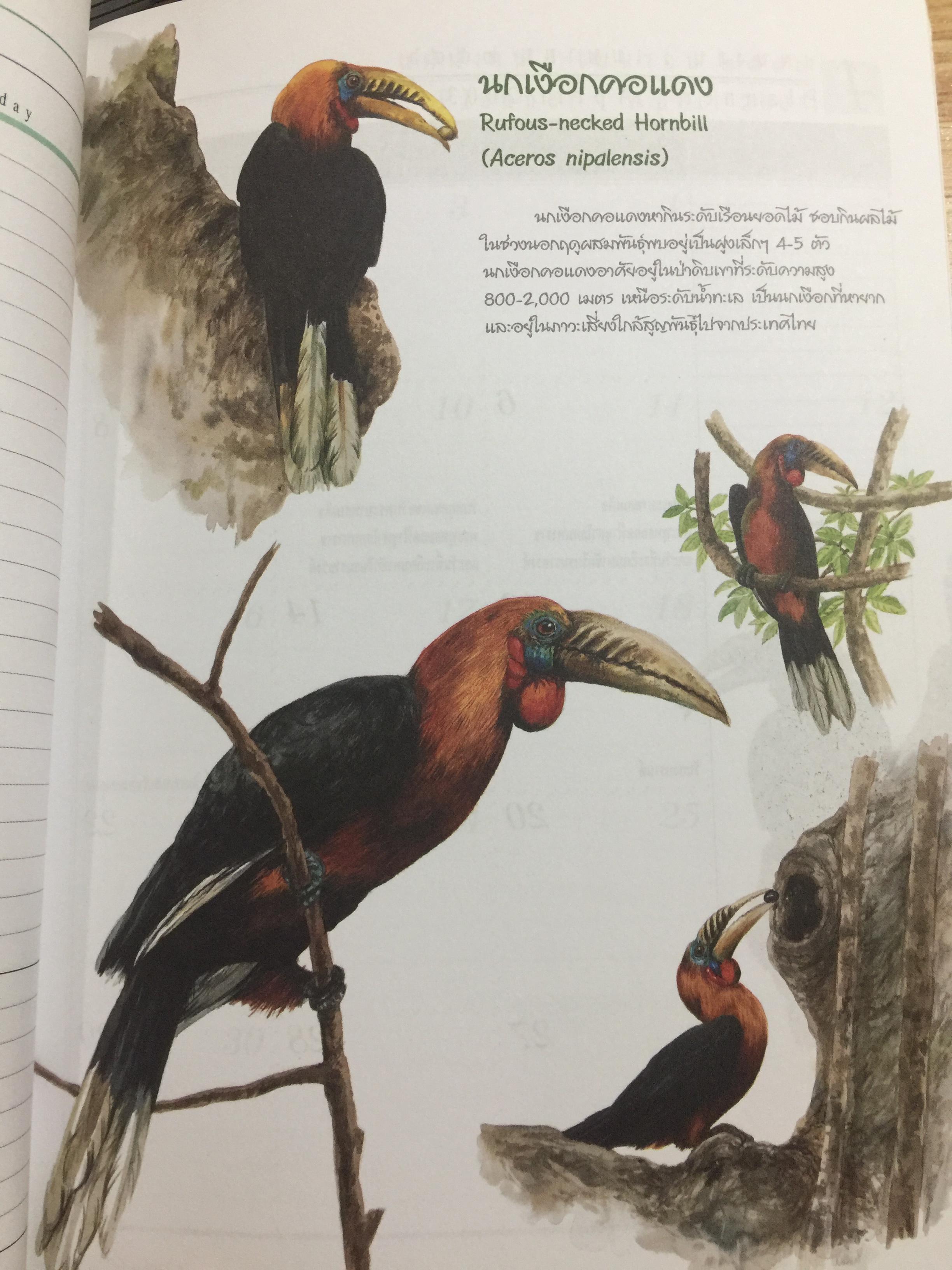 นกเงือกไทย. จากบันทึก 2546 ขององค์การค้าของคุรุสภา 1 กก.