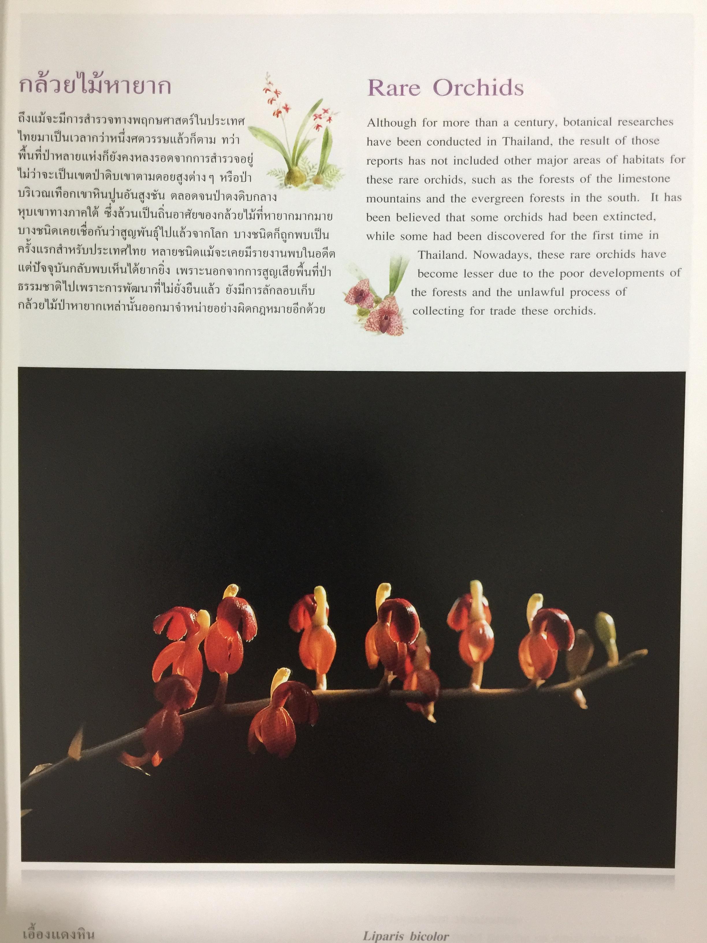 Wild Orchids of Thailand 0 กก.