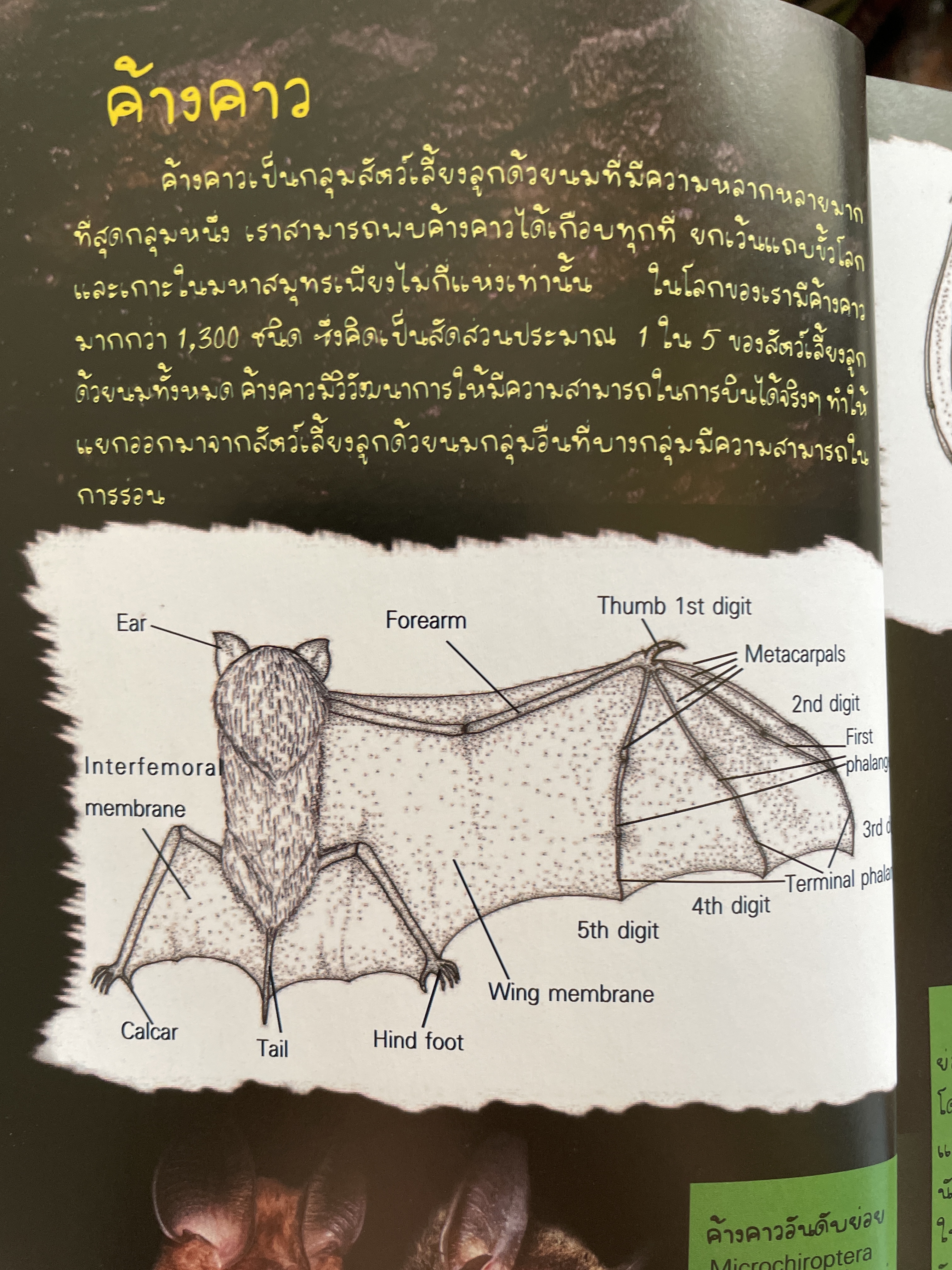 ค้างคาว ในถ้ำของเมืองไทย Cave-Dwelling Bats of. Thailand. จัดทำโดย กลุ่มงานวิจัยสัตว์ป่า สำนักอนุรักษ์สัตว์ป่า กรมอุทยานแห่งชาติ สัตว์ป่า และพันธุ์พืช 1,500 กรัม